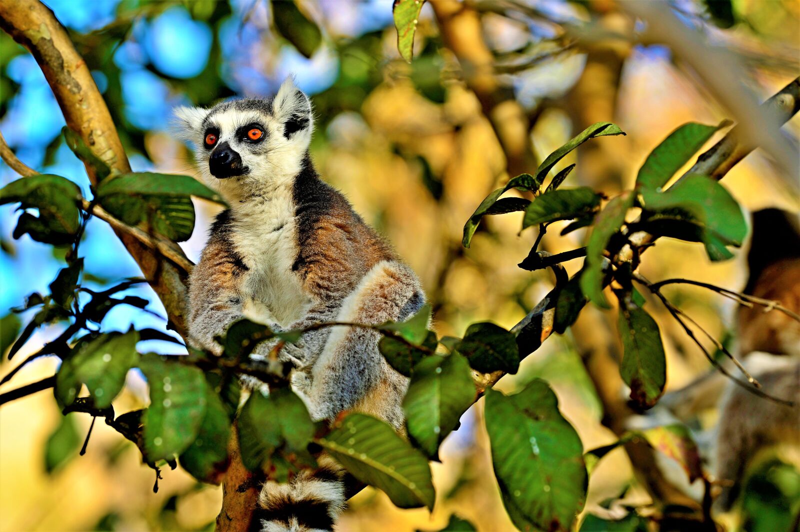 Nikon Df sample photo. Maki, halfaap, lemur photography