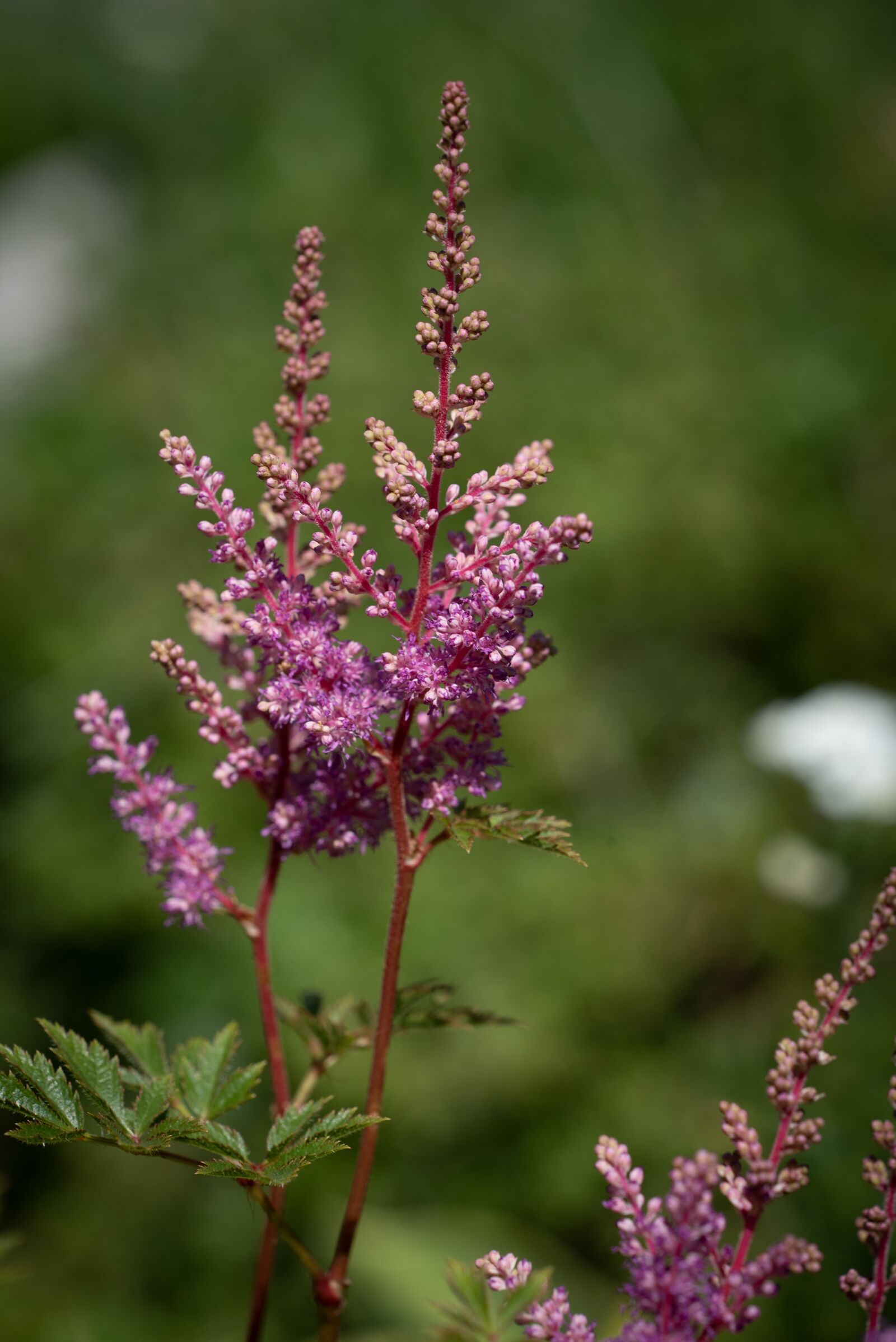 Nikon D750 sample photo. Blossom, bloom, pink photography