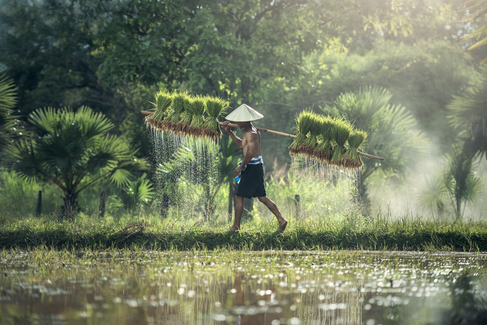 Nikon D810 sample photo. Agriculture, rice, harvesting photography
