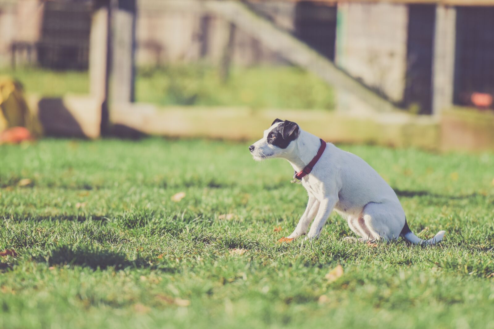 Nikon D810 sample photo. Animal, blur, breed photography