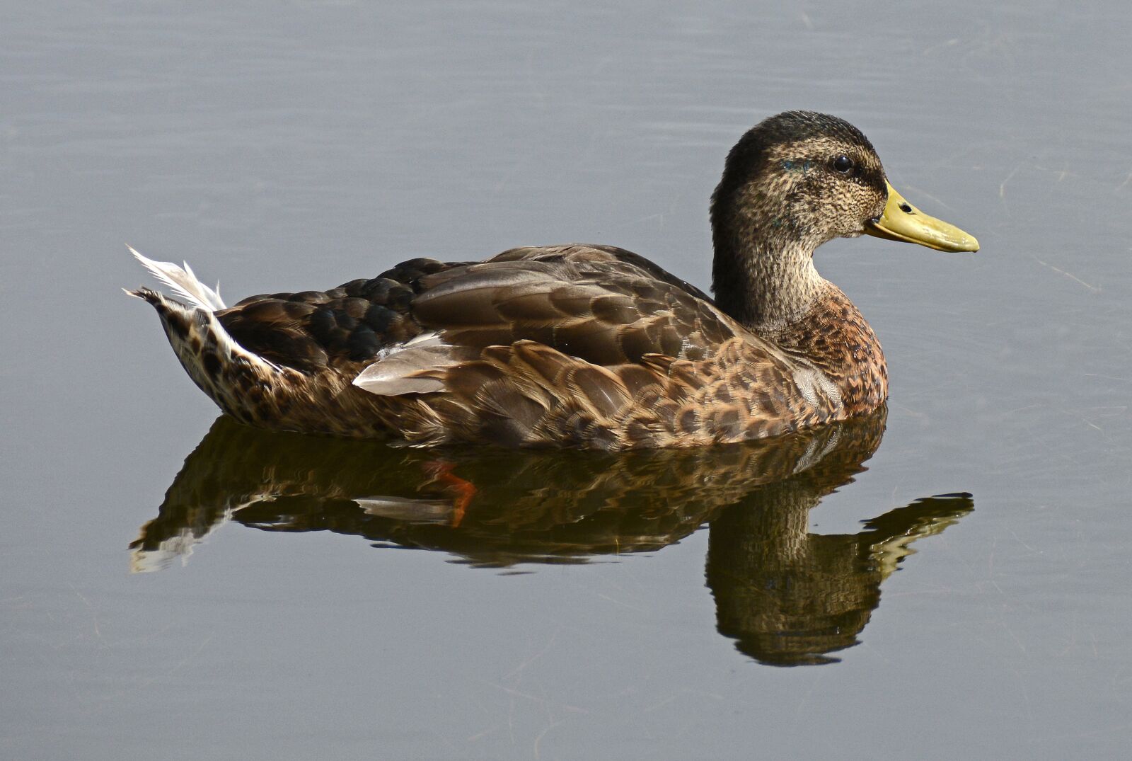 Nikon D7100 sample photo. Duck, water bird, pond photography