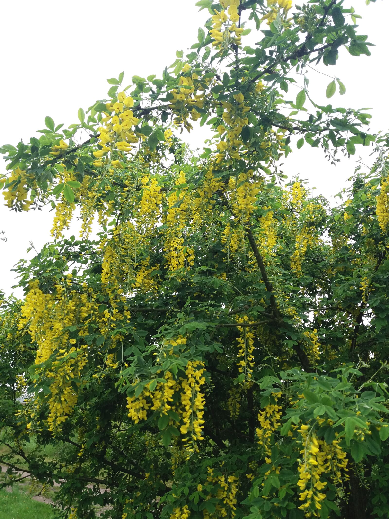 Samsung Galaxy J5(2016) sample photo. Laburnum, yellow flowers, bush photography