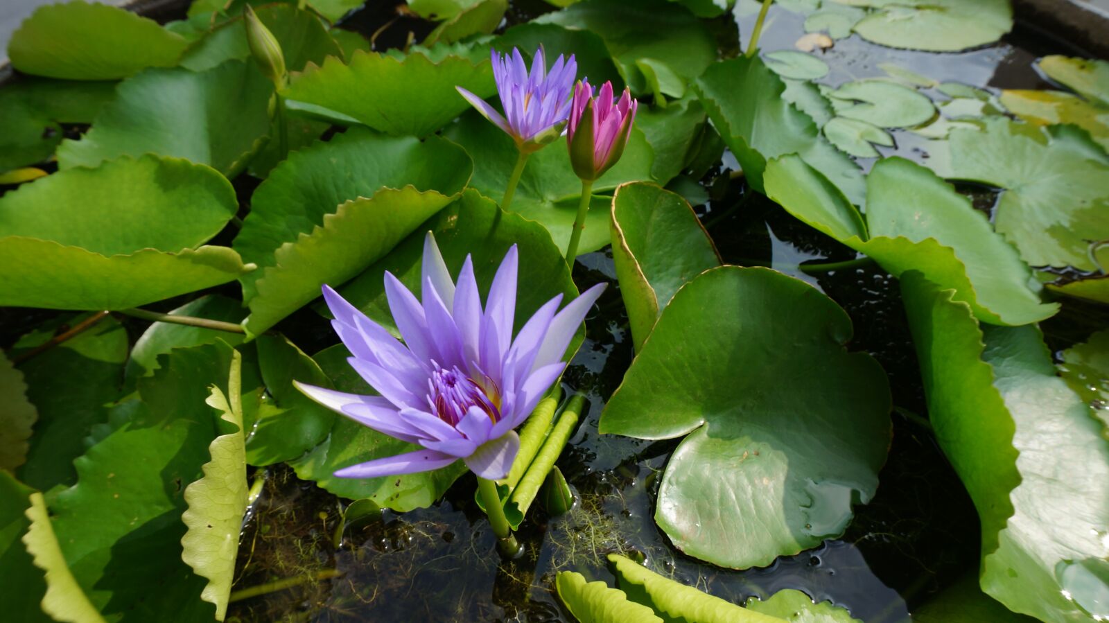 Sony Alpha NEX-6 + Sony E 16-50mm F3.5-5.6 PZ OSS sample photo. Flower, sacred lotus, water photography
