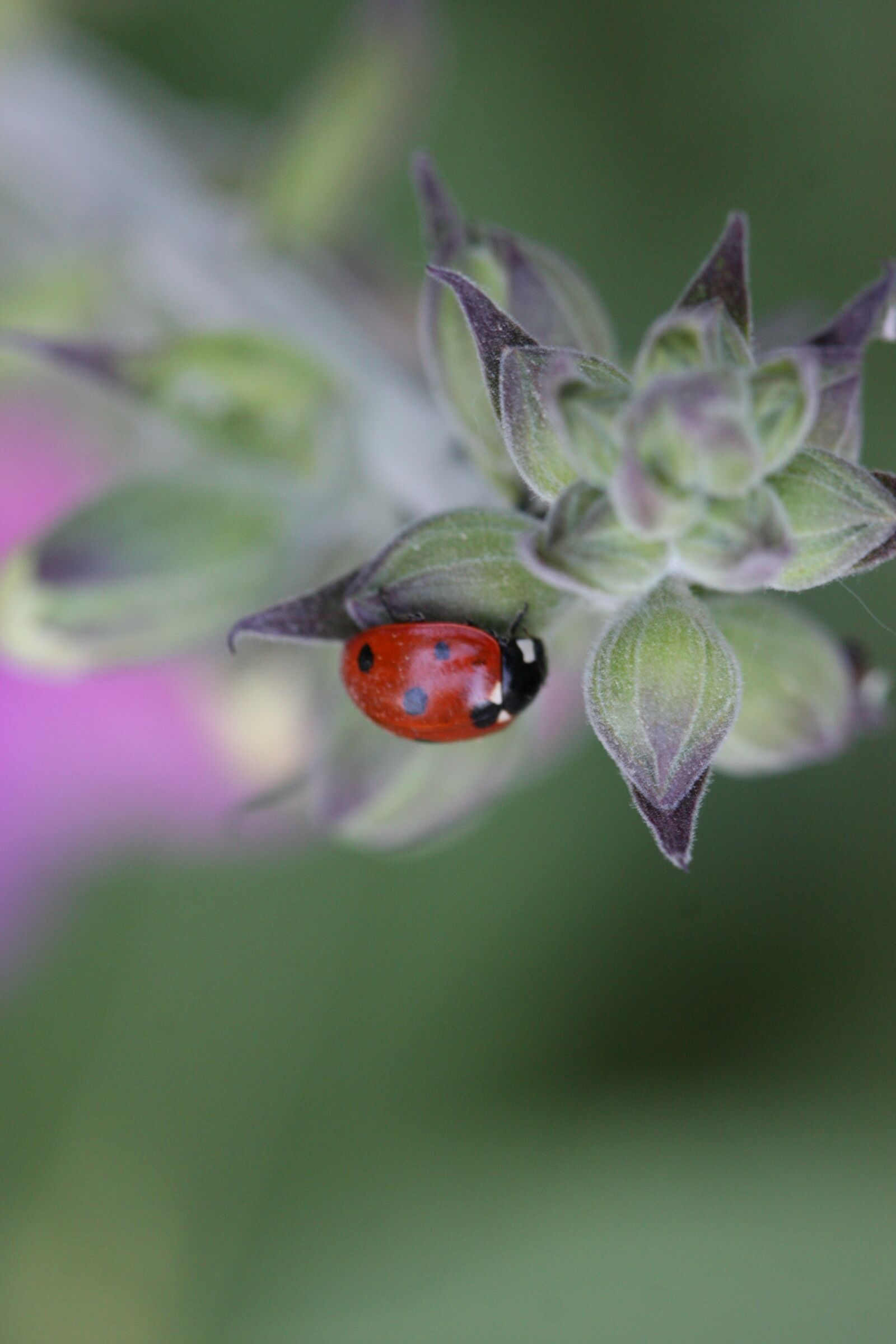 Canon EOS 40D sample photo. Ladybug, flower, thistle photography