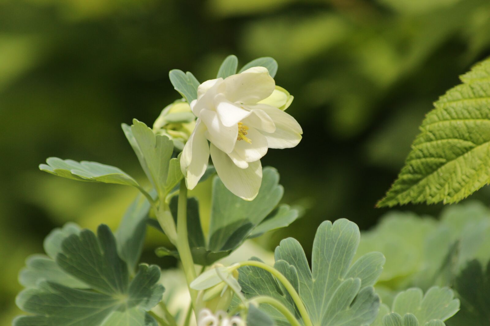 Canon EOS 650D (EOS Rebel T4i / EOS Kiss X6i) sample photo. Aquilegia, the catchment, plant photography