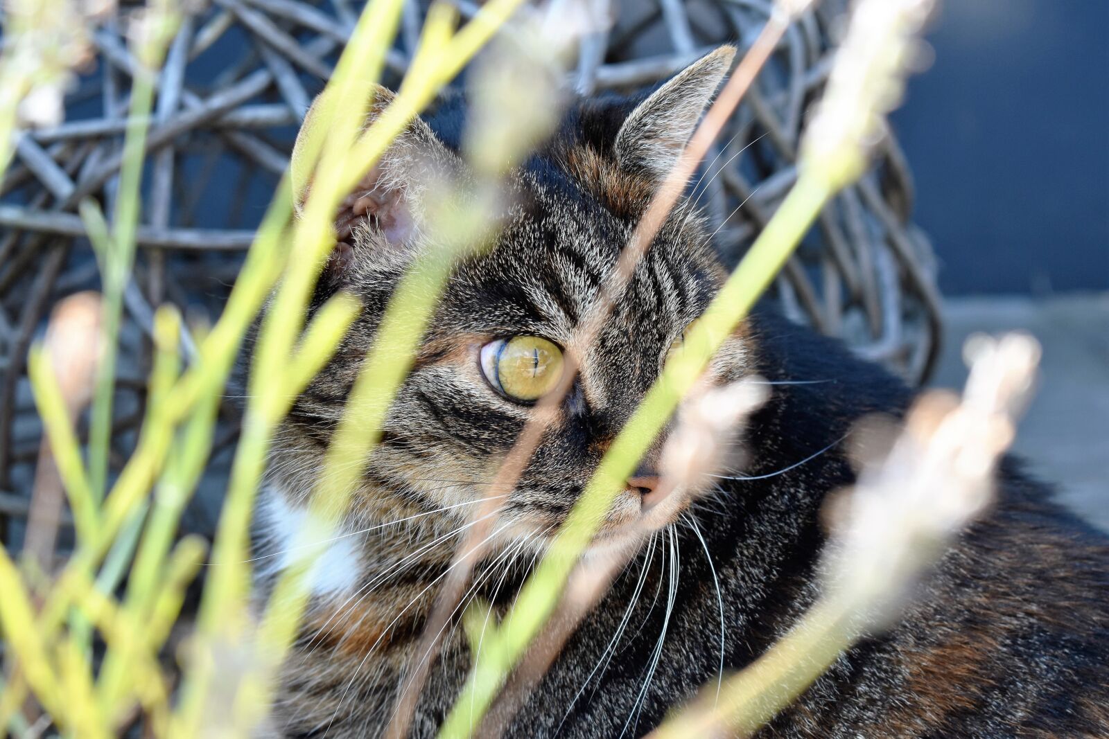 Nikon D5500 sample photo. Cat, animal, cat's eyes photography