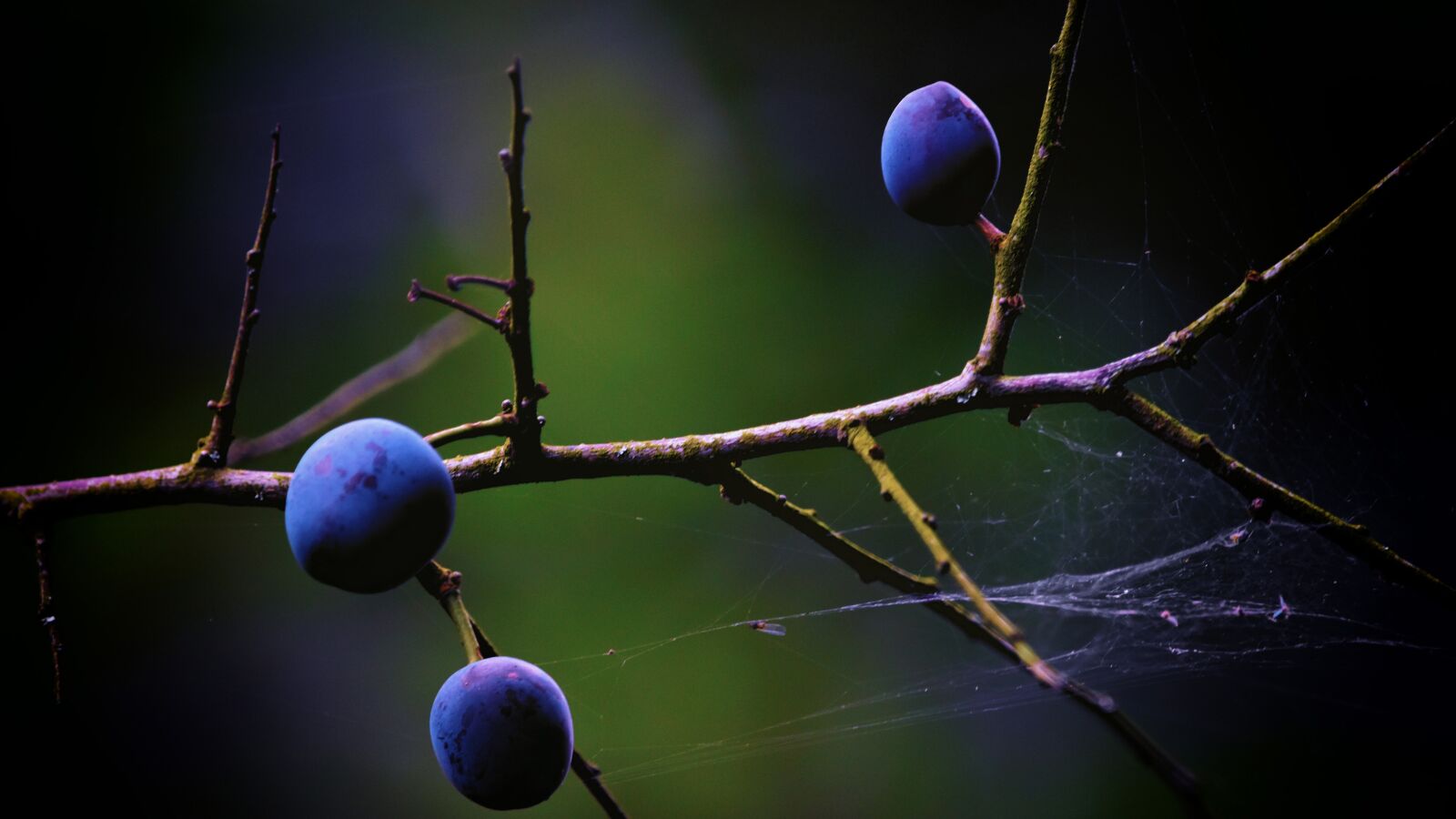 Nikon D7200 sample photo. Sloes, blackthorn, berries photography