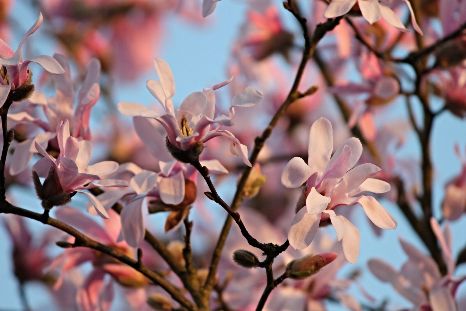 Canon EOS 1100D (EOS Rebel T3 / EOS Kiss X50) sample photo. Magnolia, flowers, evening sun photography