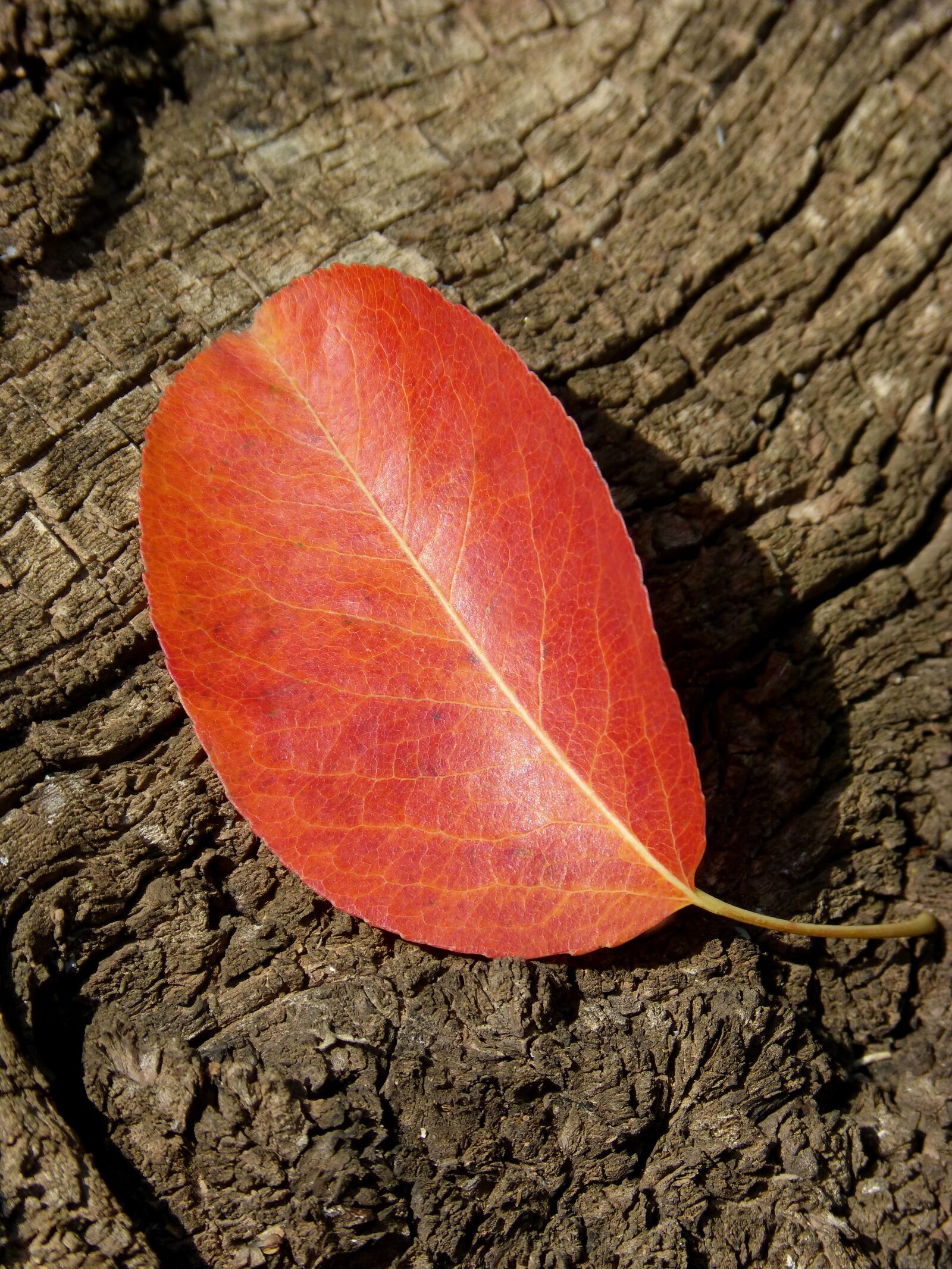 Panasonic DMC-FZ62 sample photo. Leaf, red leaf, autumn photography