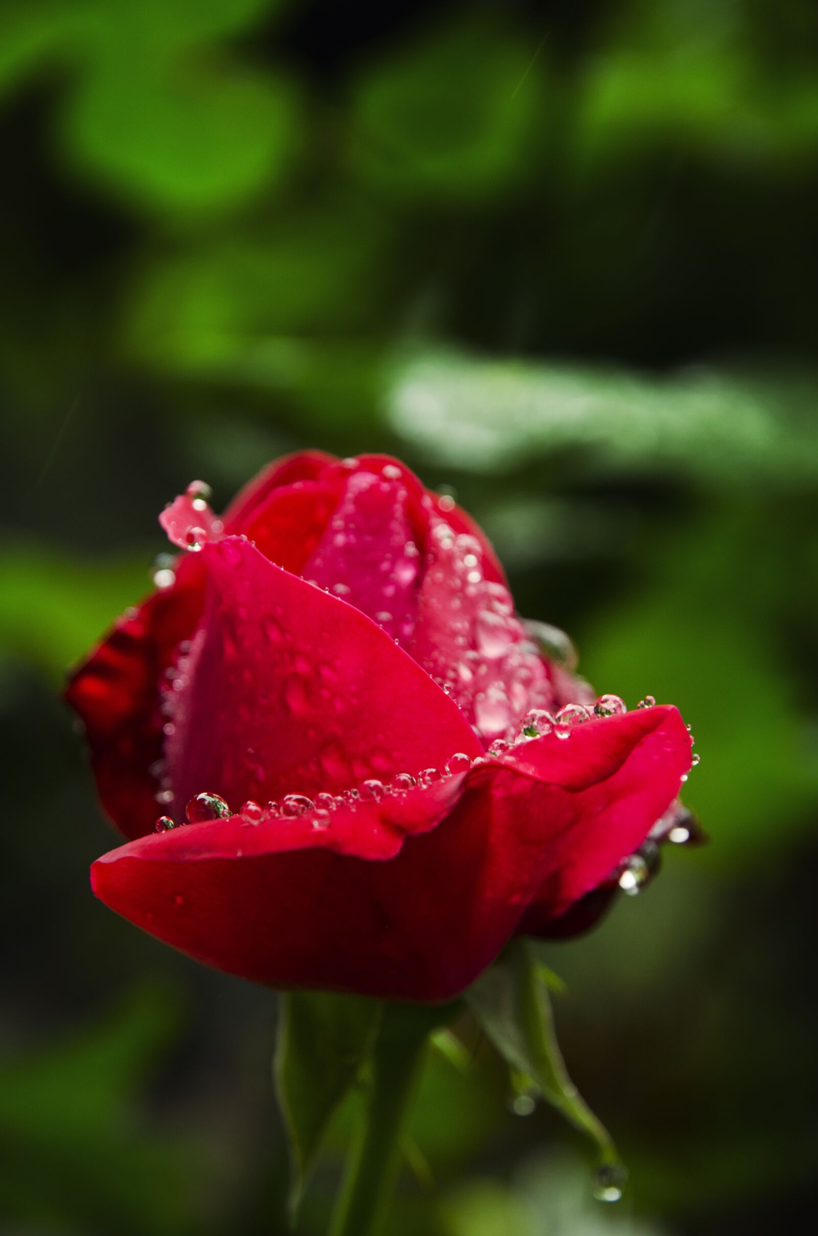 Nikon D7000 sample photo. Rose, nature, flower photography