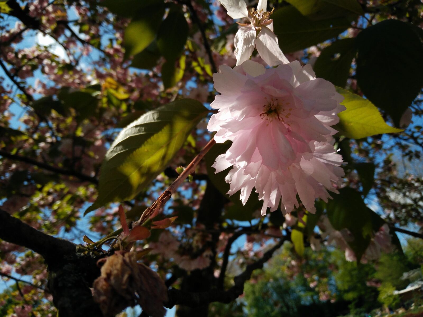OnePlus ONE E1001 sample photo. Cherry tree, blossom, bloom photography