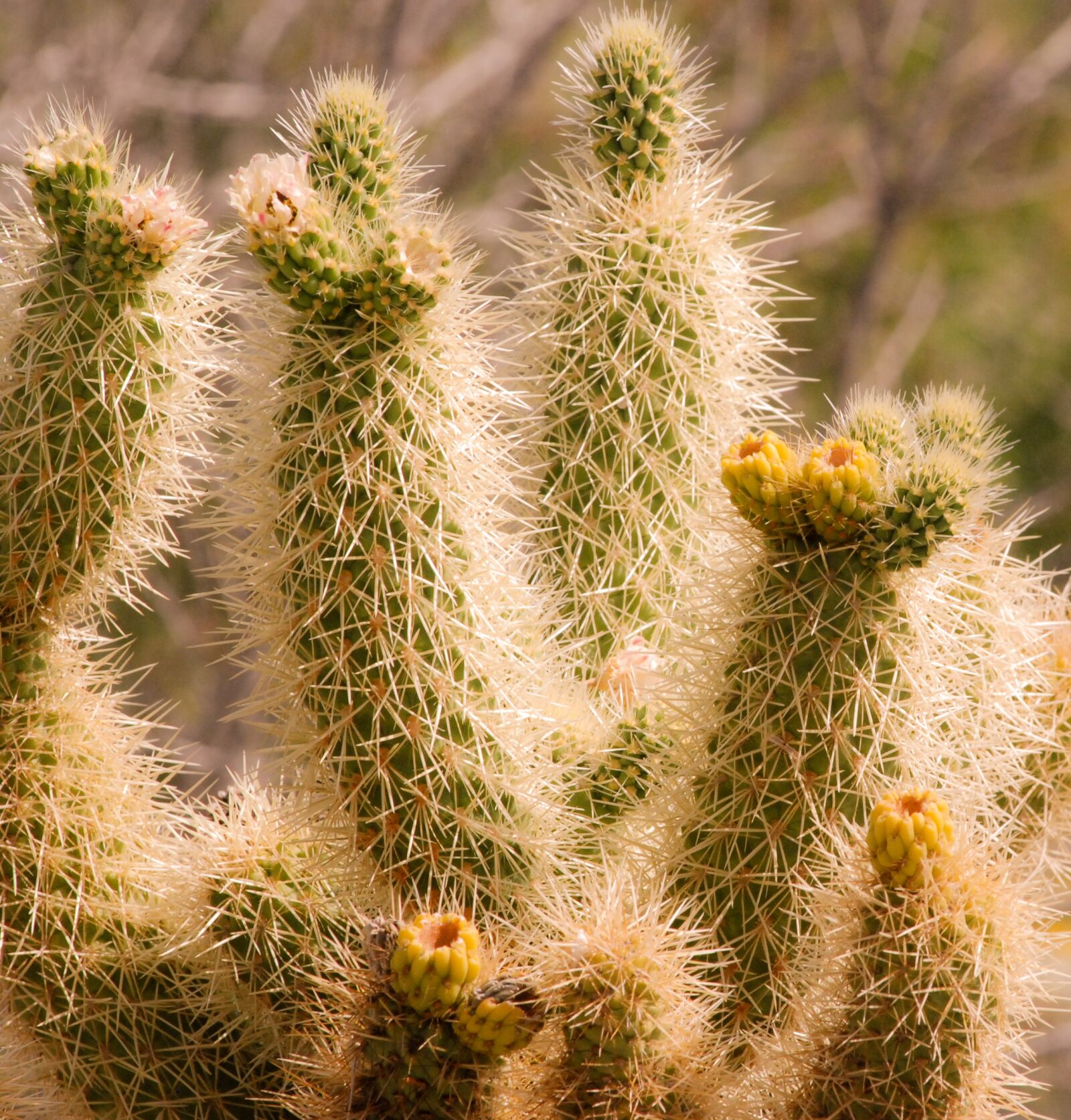 Nikon D80 sample photo. Cactus, desert, spine photography