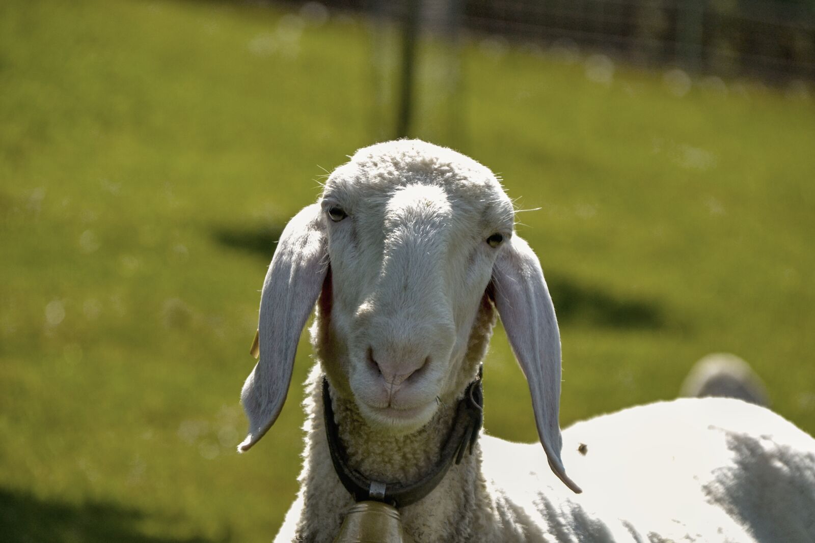 Nikon D3100 sample photo. Sheep, white, wool photography