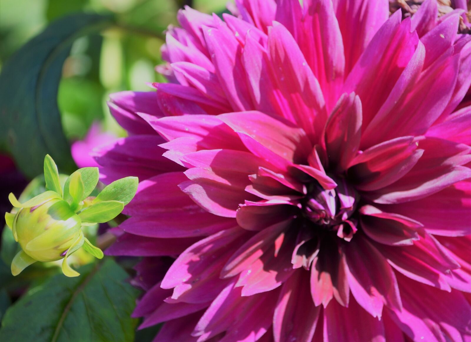 Nikon D5100 sample photo. Dahlia, flower, floral photography