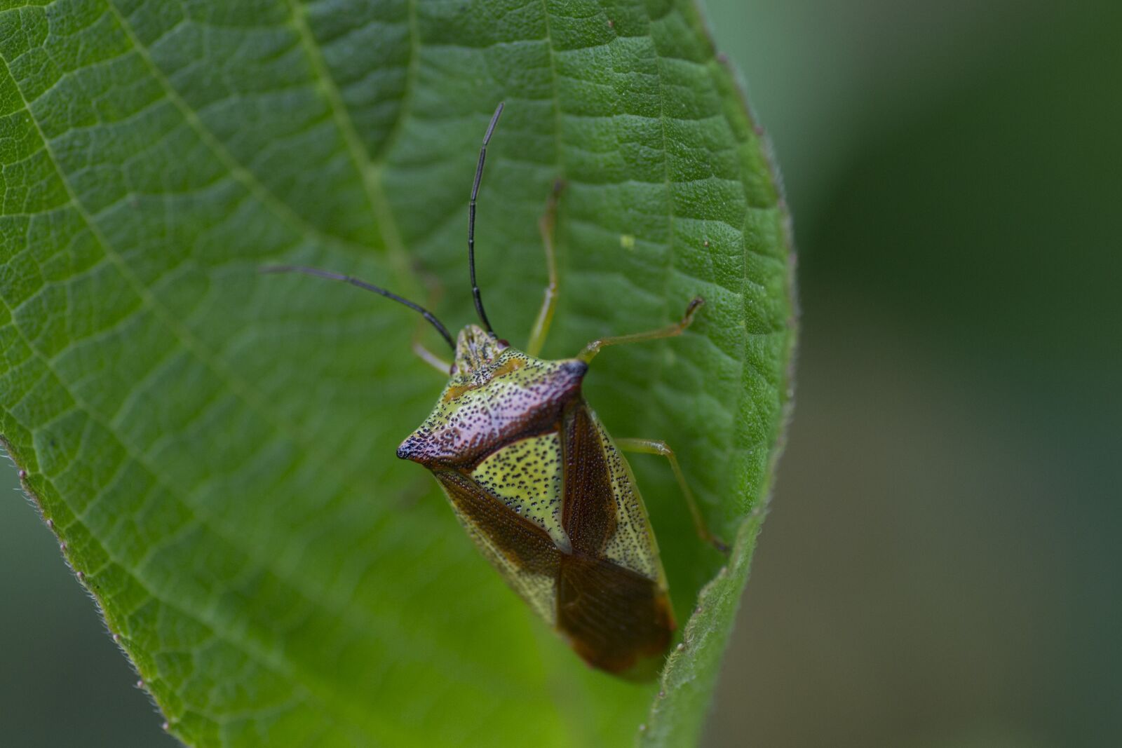 Nikon D3100 sample photo. Heteroptera bug, insect, green photography
