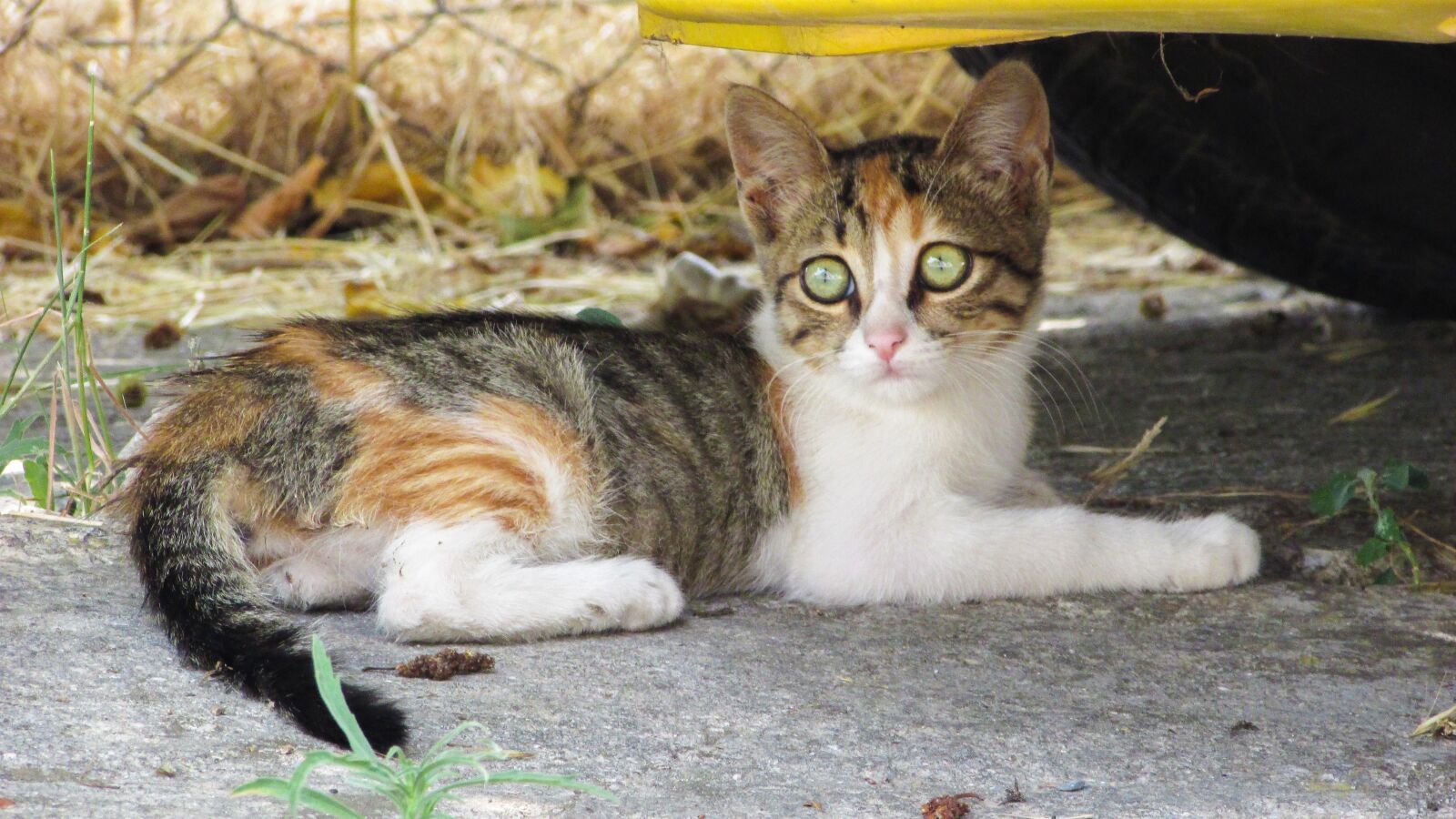 Canon PowerShot SX400 IS sample photo. Cat, stray, looking photography