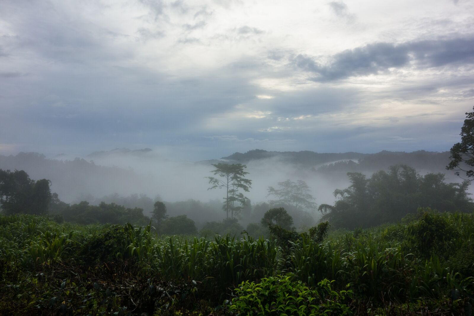 Sony Cyber-shot DSC-RX100 sample photo. Dawn, mist, clouds photography