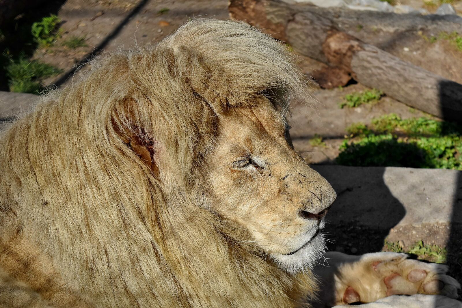 Nikon D5500 sample photo. Wildlife, feline, lion, carnivore photography