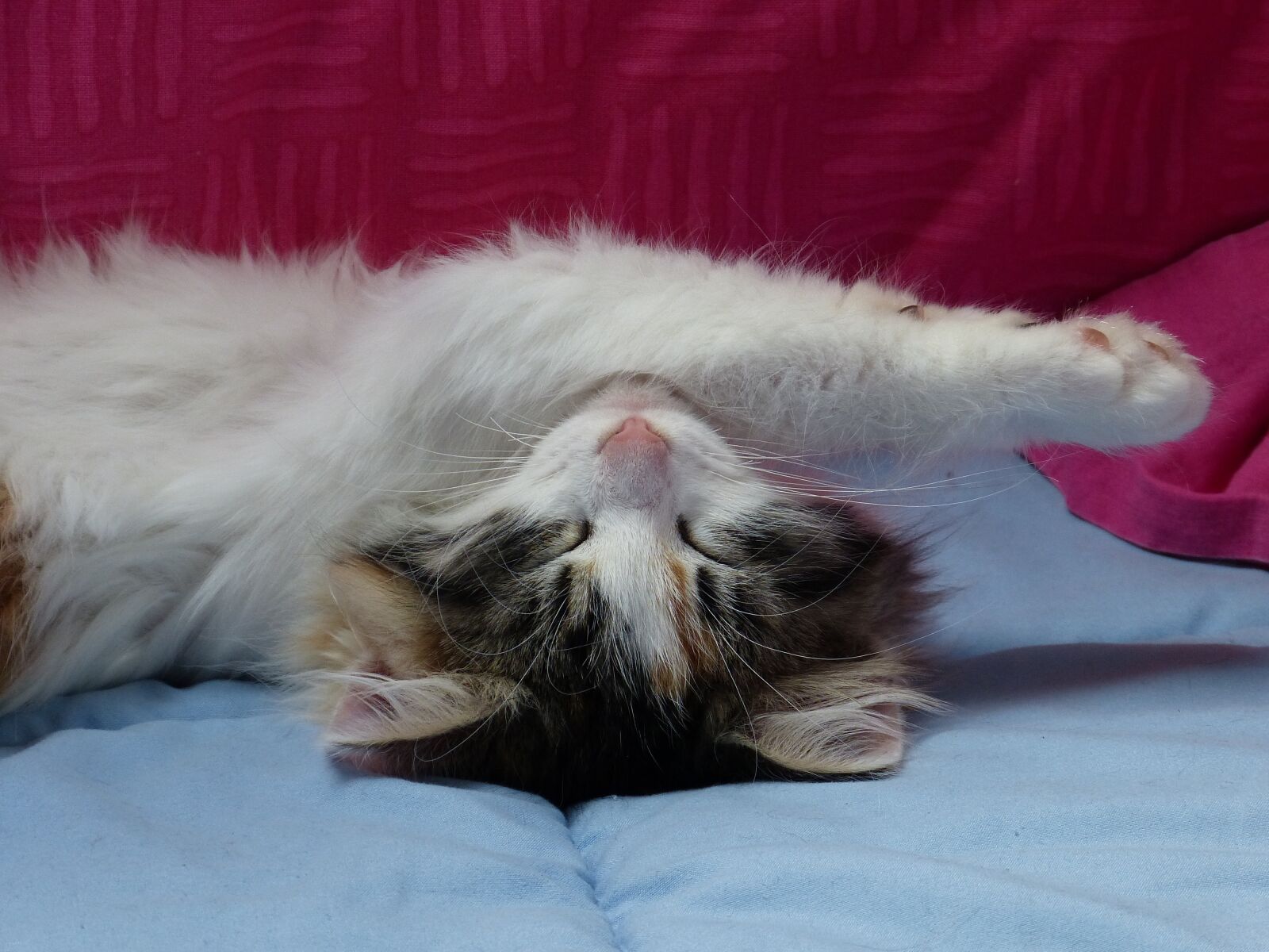 Panasonic Lumix DMC-FZ150 sample photo. Cat, sleep, cute photography