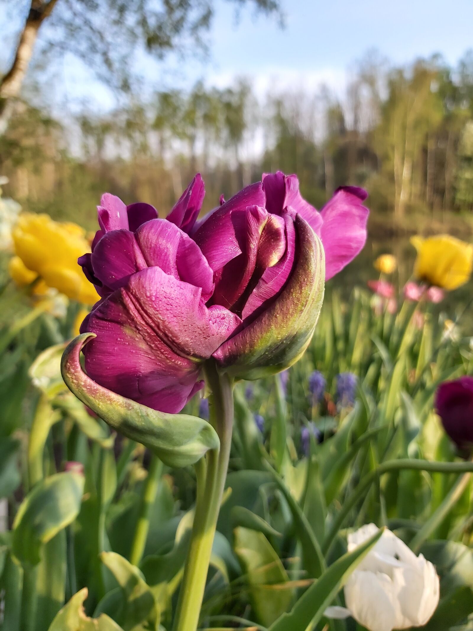 Samsung Galaxy A70 sample photo. Tulips, tulipa, parrot tulip photography