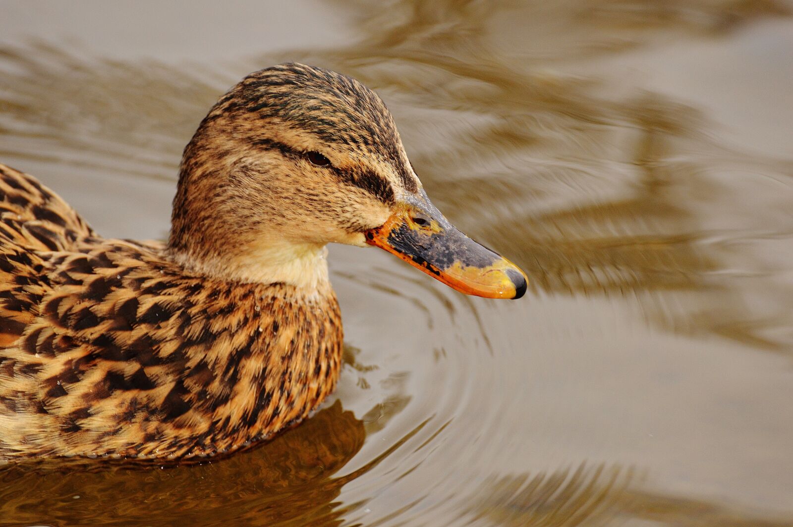 Nikon D3200 sample photo. Ducks, water bird, poultry photography