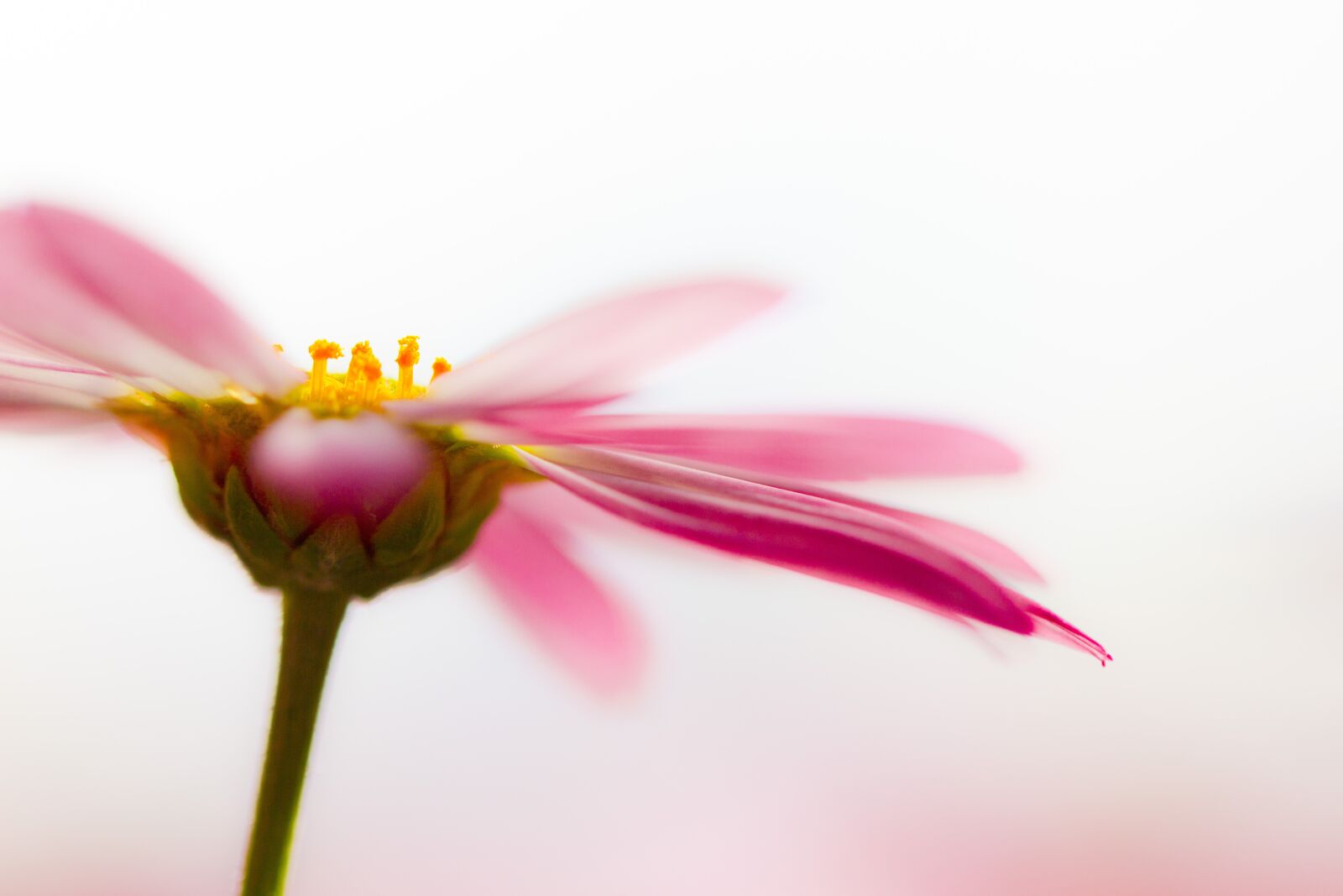 Canon EF 100mm F2.8L Macro IS USM sample photo. Marguerite, blossom, bloom photography