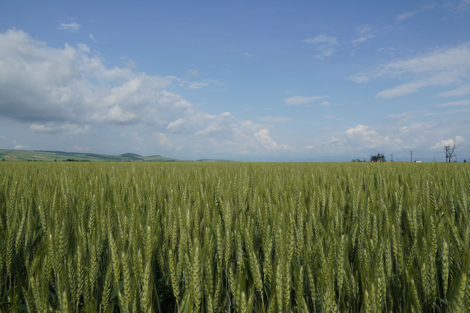 Sony a6400 sample photo. Wheat, field, green photography