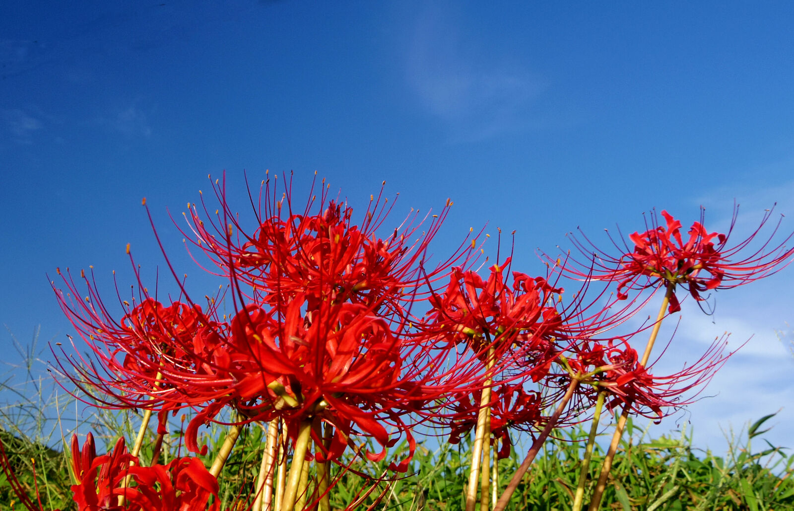 Pentax Q10 sample photo. Flower photography