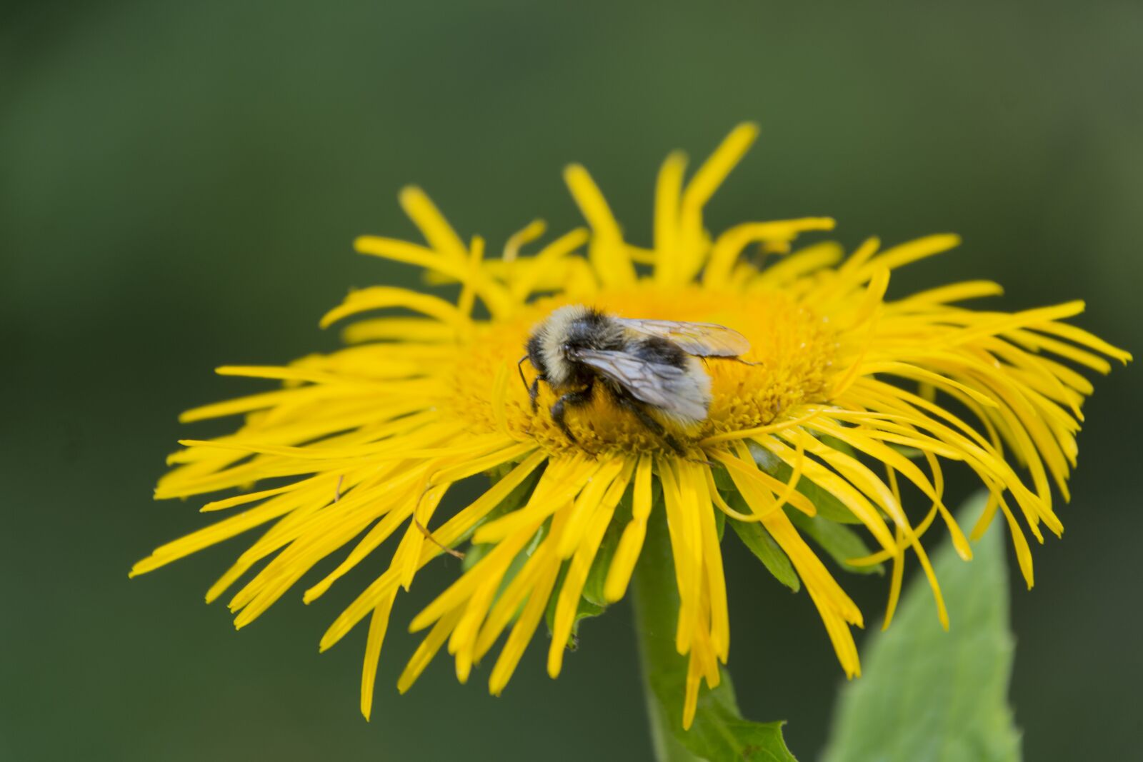 Nikon D7100 sample photo. Yellow, wasp, flower photography