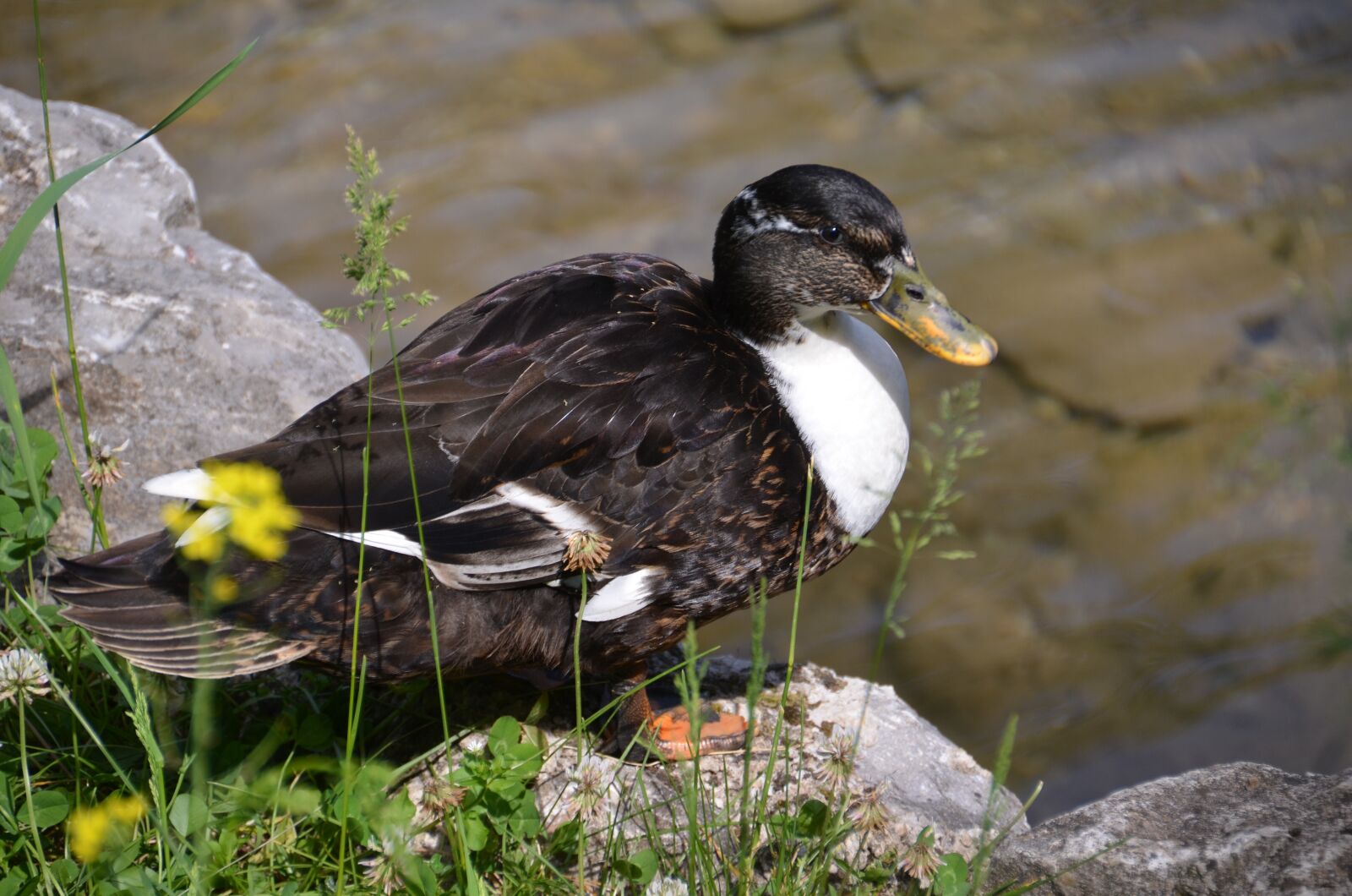 Nikon D7000 sample photo. Duck, water bird, nature photography