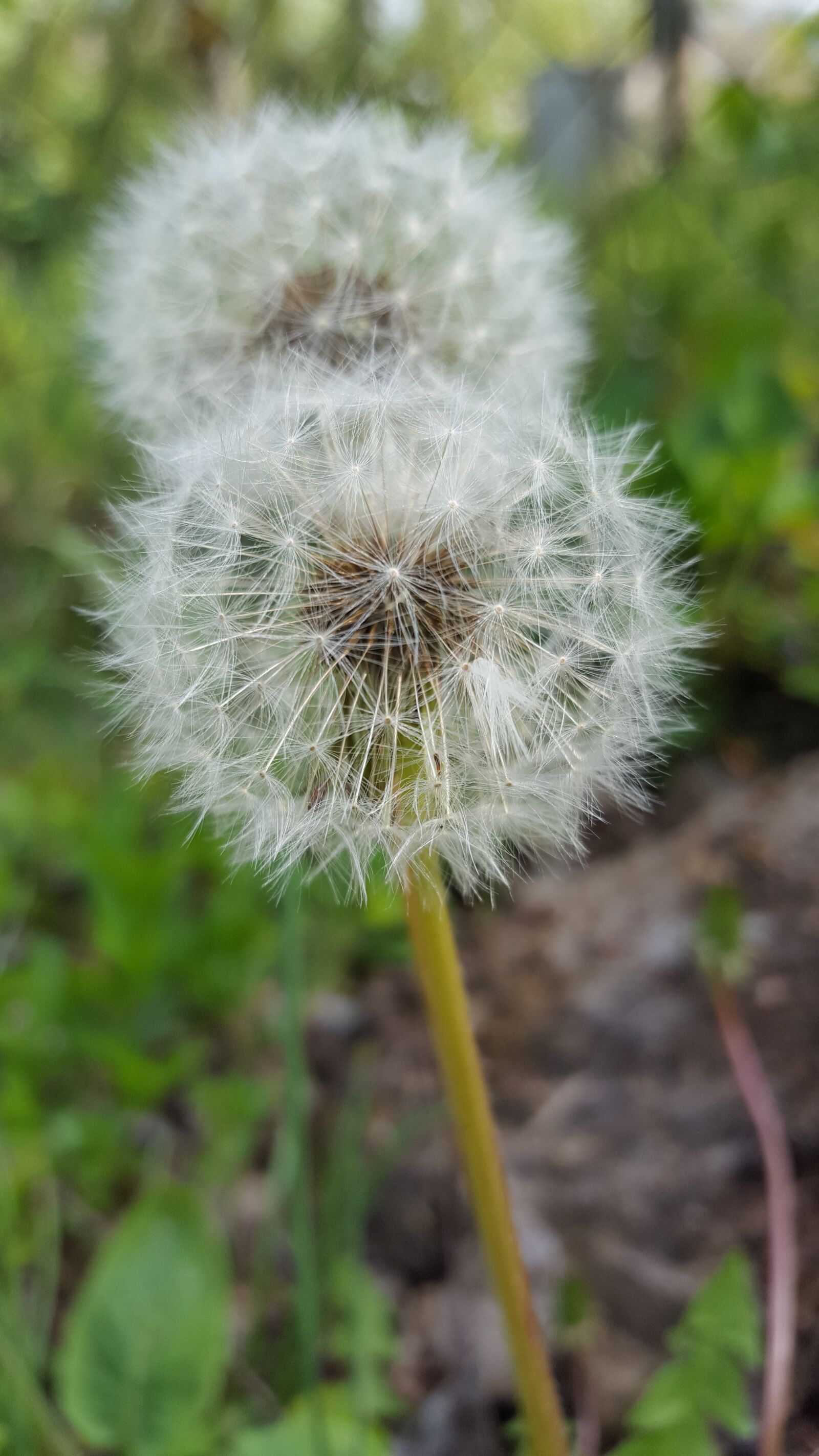 Samsung GALAXY S6 edge sample photo. Dandelion, nature, plant photography