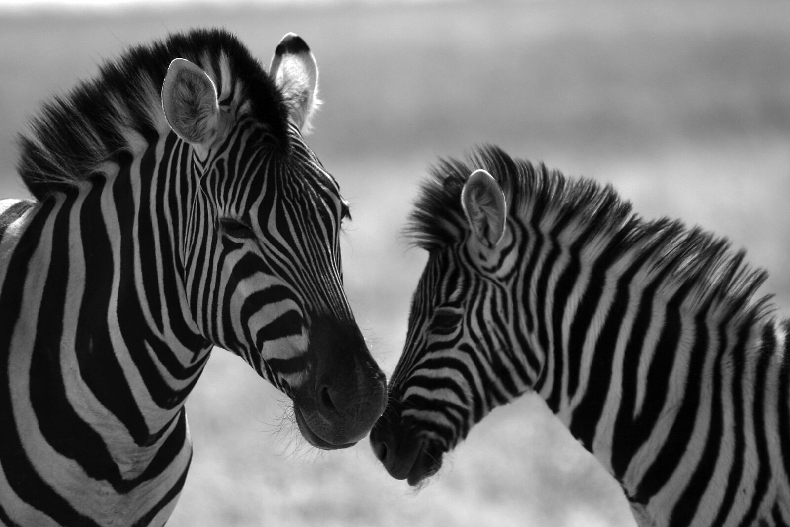 Canon EOS 300D (EOS Digital Rebel / EOS Kiss Digital) sample photo. Zebra, wilderness, safari photography