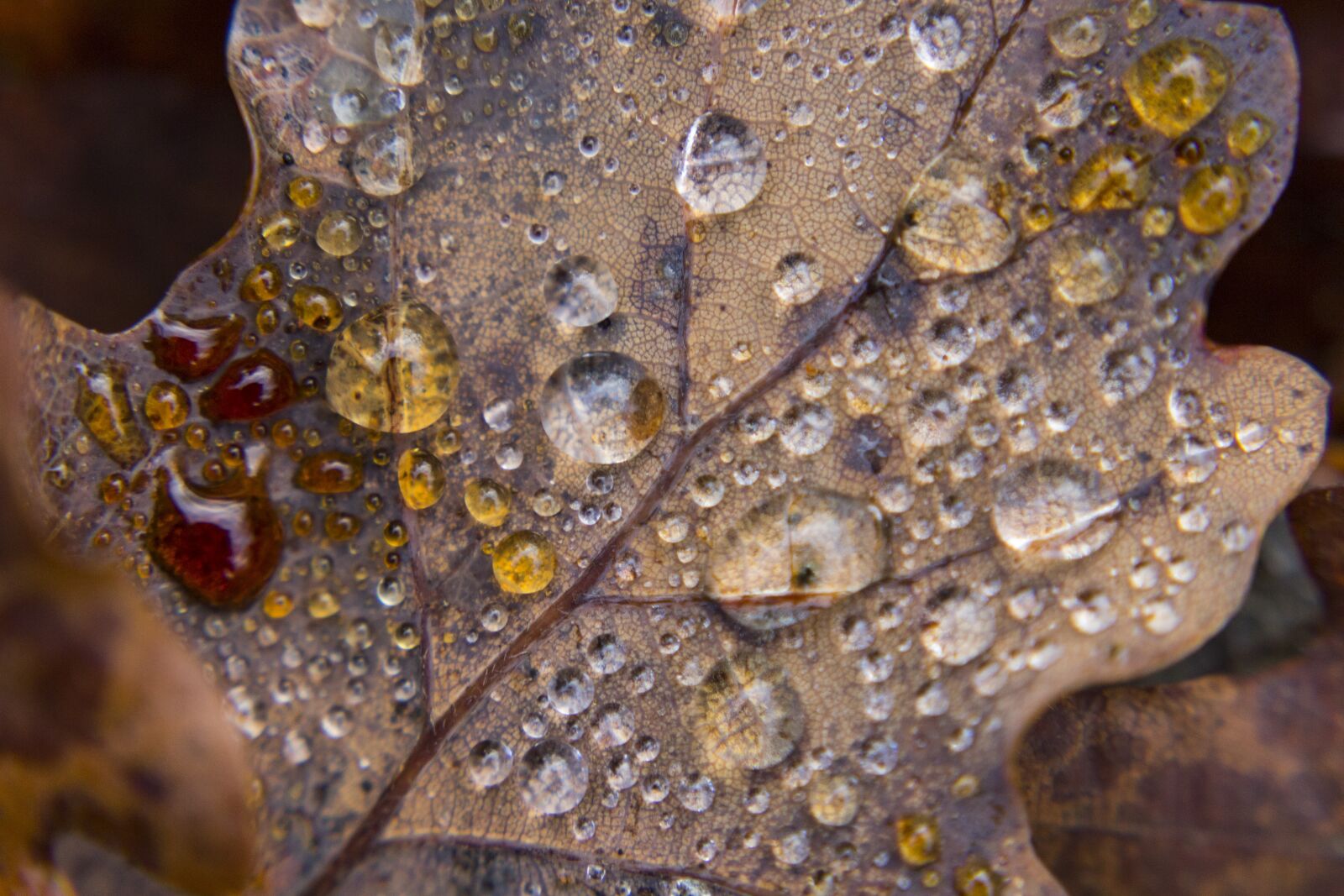 Canon EOS 700D (EOS Rebel T5i / EOS Kiss X7i) sample photo. Leaf, colors, autumn photography