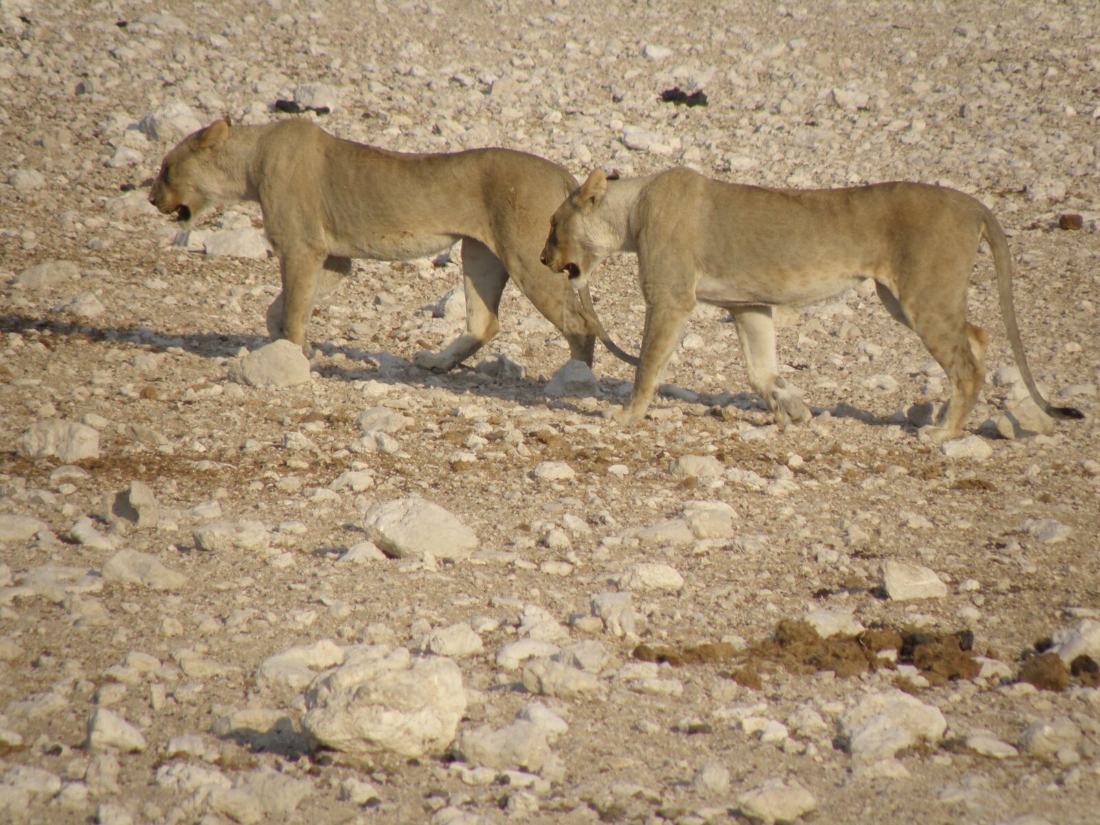 Olympus SP570UZ sample photo. Lionesses, namibia, park photography
