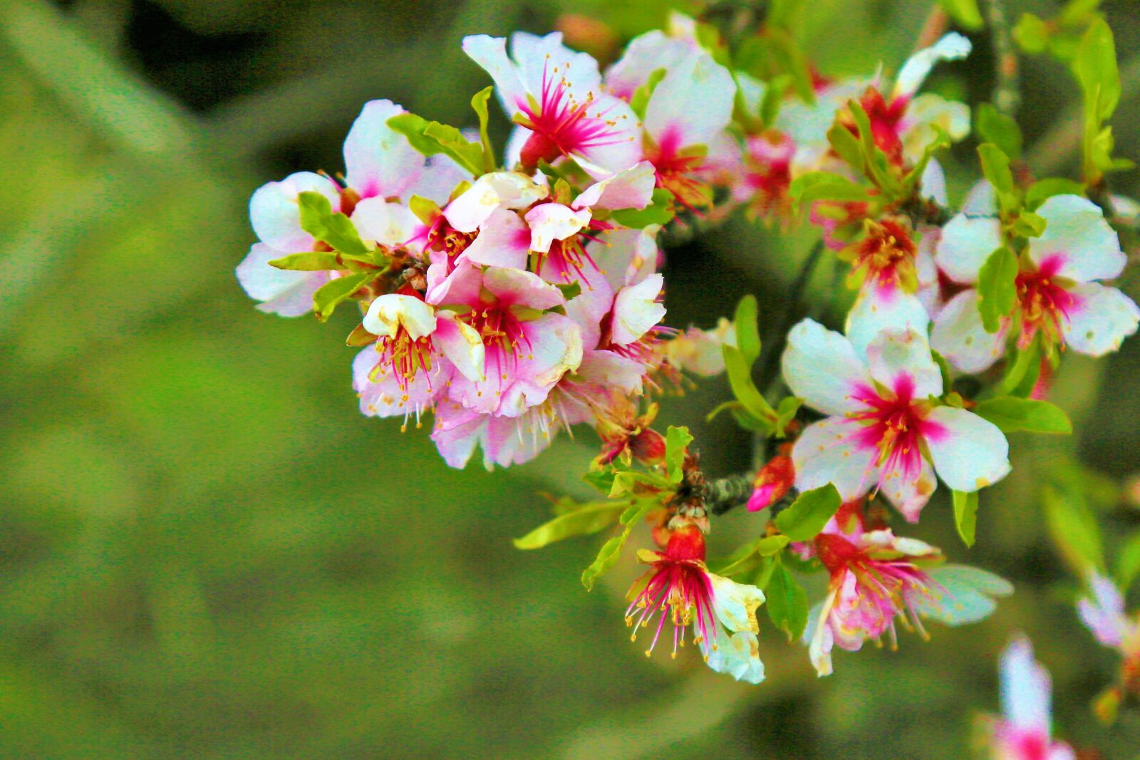 Canon EOS 5D Mark III sample photo. Flower, spring, nature photography