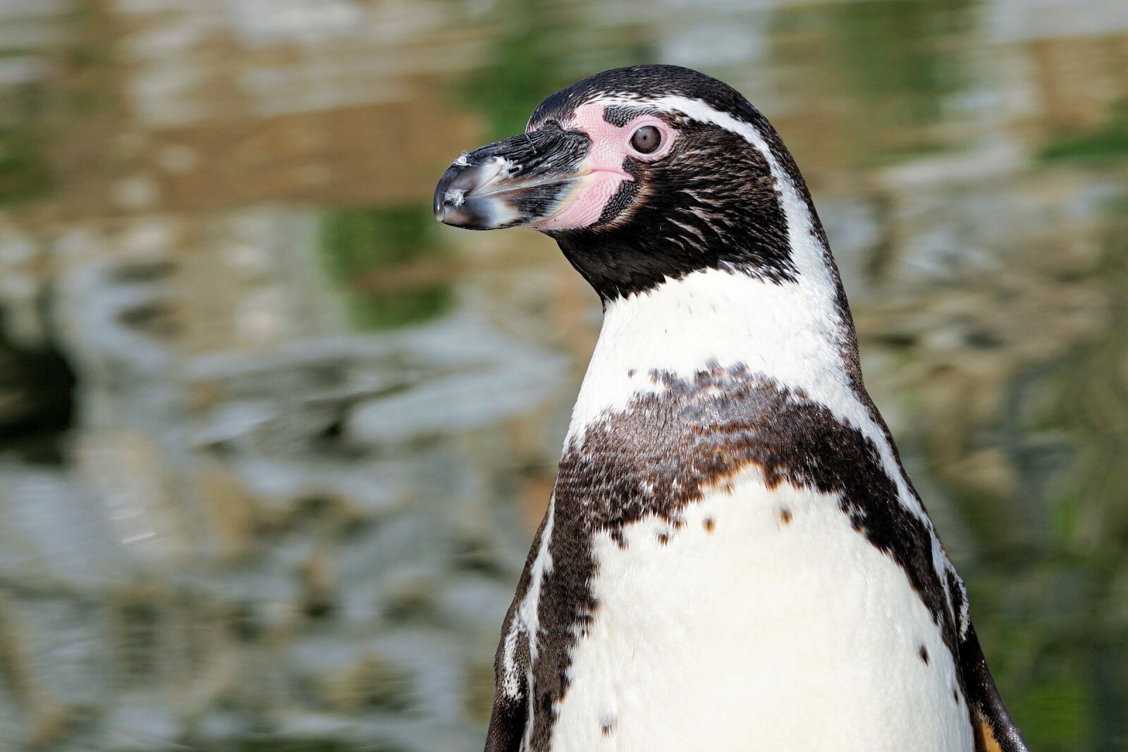 Sony a6000 + E 60mm F2.8 sample photo. Penguin, bird, animal photography