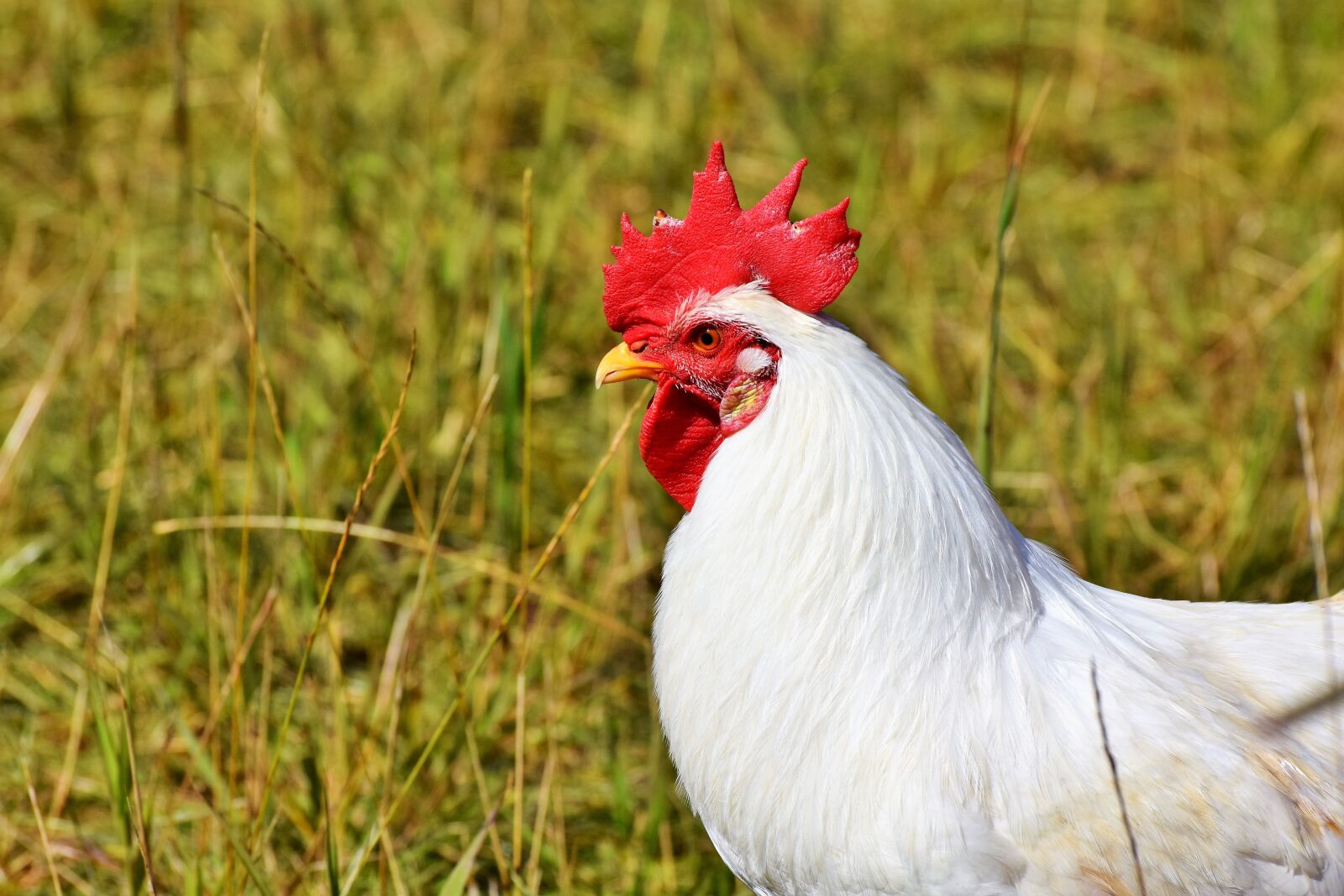 Nikon D7200 sample photo. Hahn, crow, poultry photography