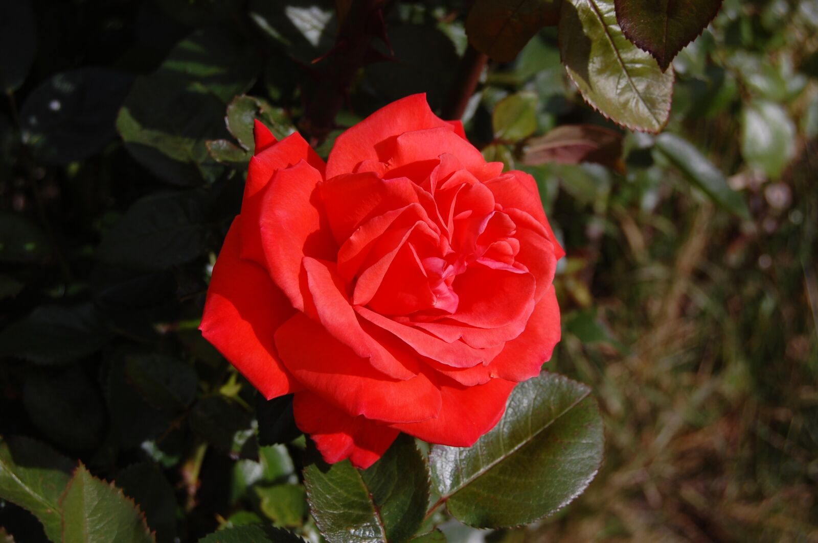 Nikon D40 sample photo. Pink, red, garden photography