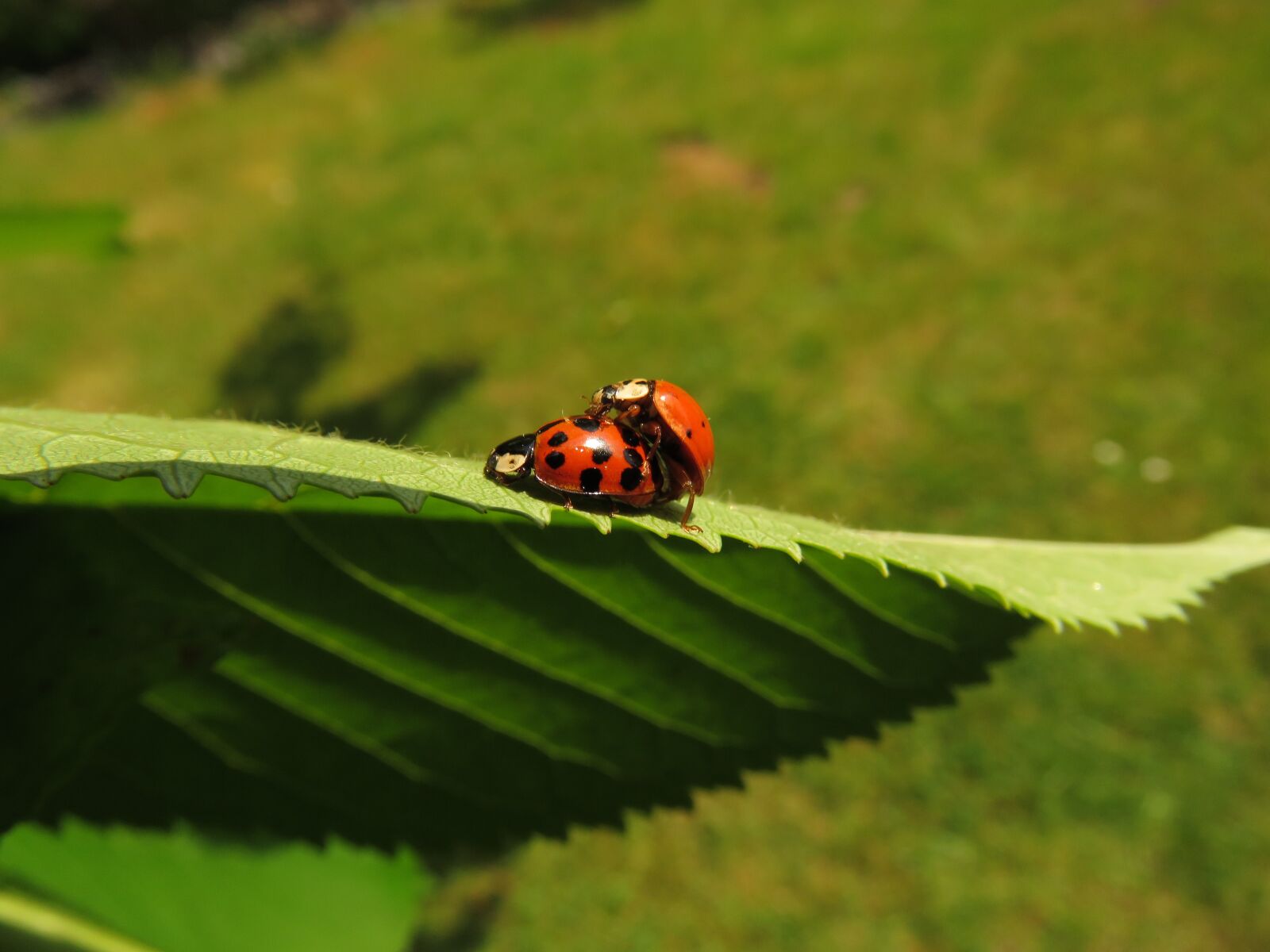 Canon PowerShot SX60 HS sample photo. Animals, insect, ladybug photography