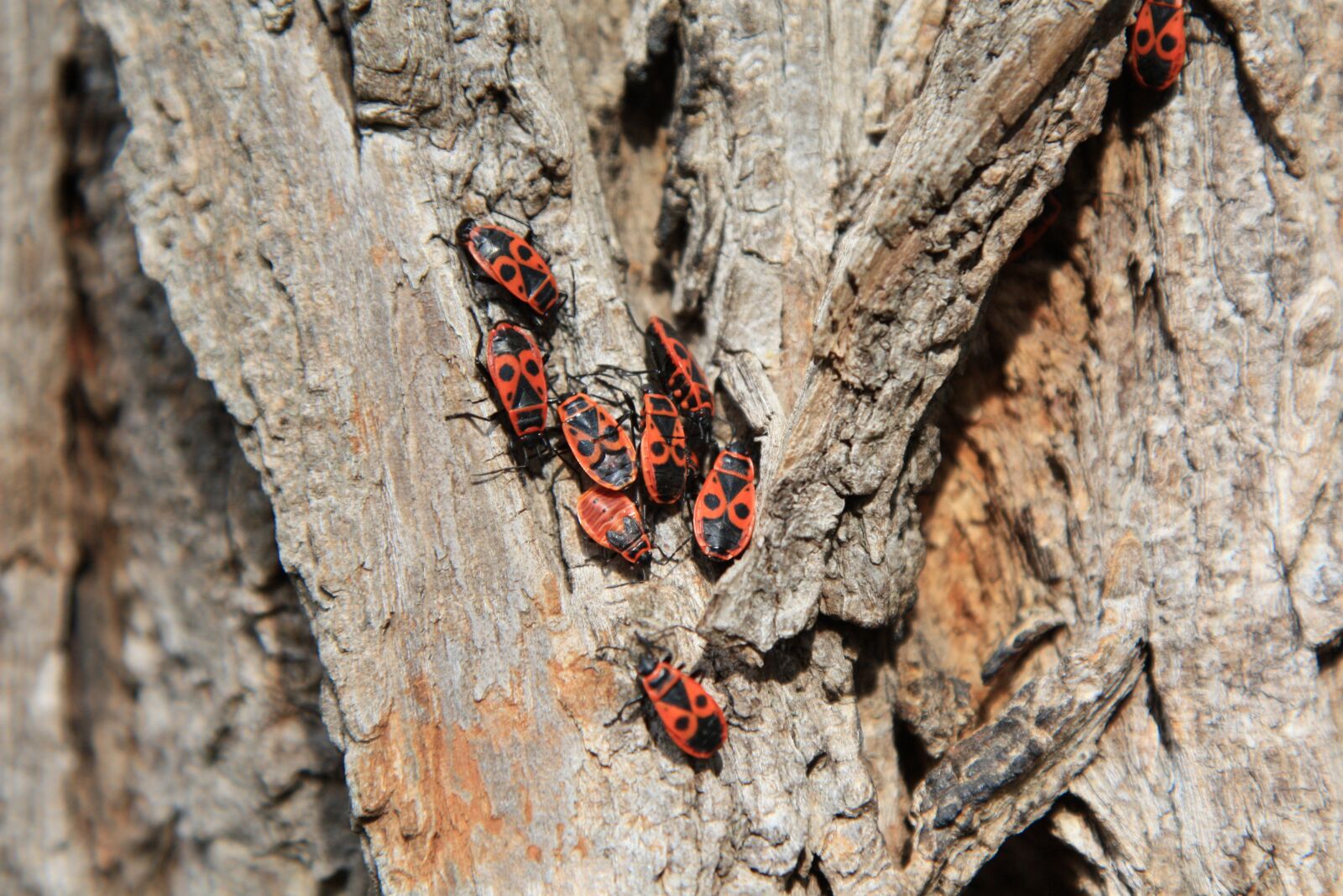 Canon EOS 450D (EOS Rebel XSi / EOS Kiss X2) sample photo. Animals, fire bug, bug photography