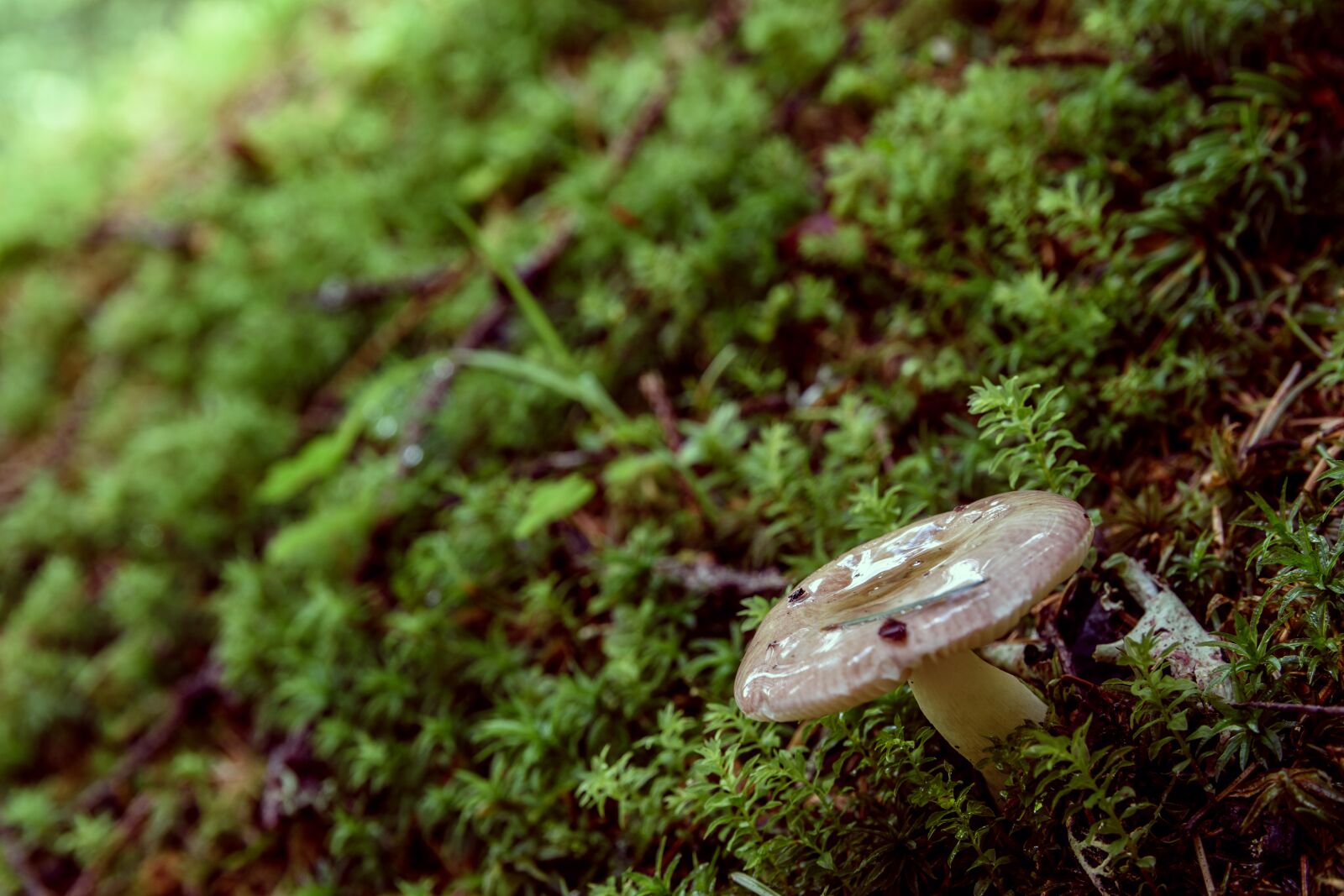 Nikon D5600 sample photo. Mushroom, forest, carpathian mountains photography