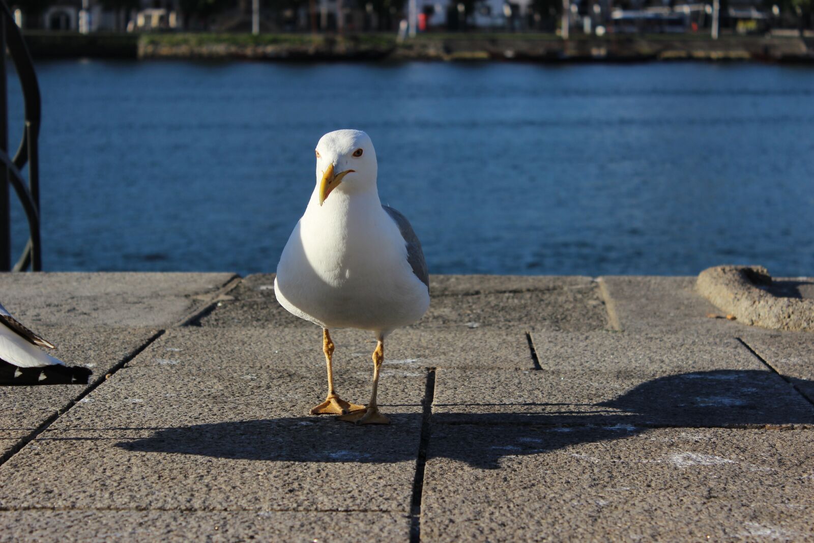 Canon EOS 600D (Rebel EOS T3i / EOS Kiss X5) sample photo. Porto river, seagull, forward photography
