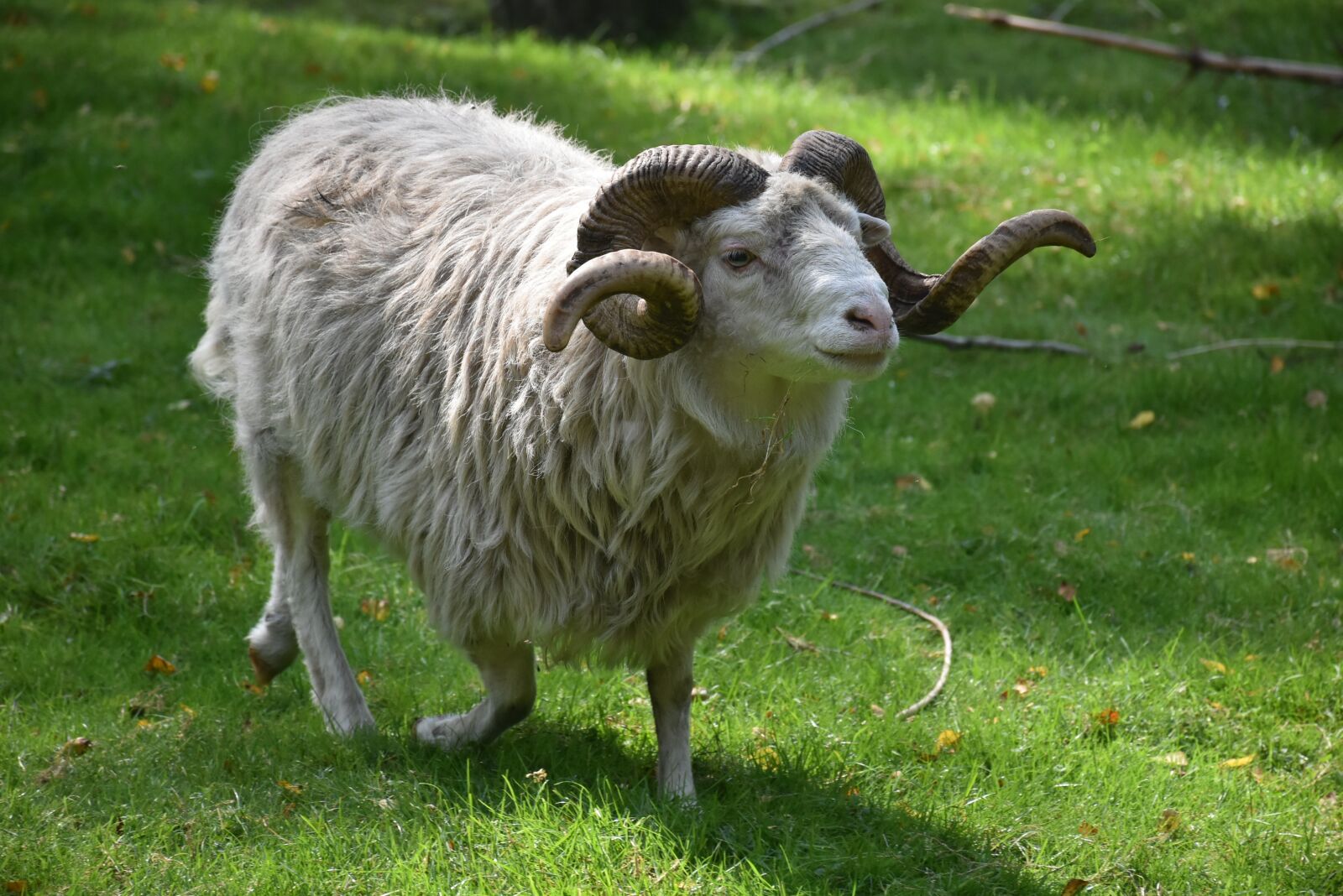 Nikon D7200 sample photo. Ram, nature, animal photography