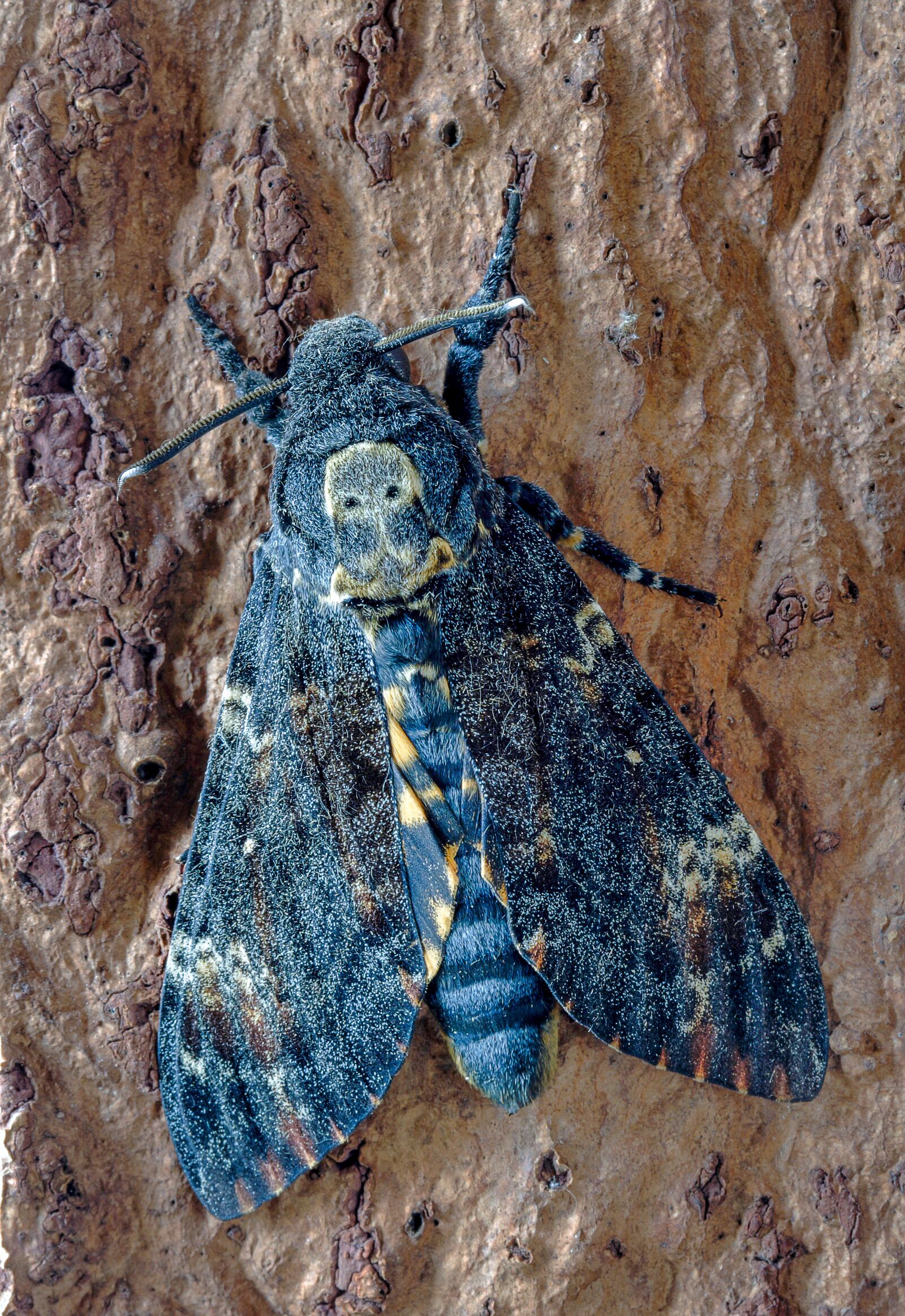 Canon EOS 400D (EOS Digital Rebel XTi / EOS Kiss Digital X) sample photo. Deaths head hawk-moth, wings photography
