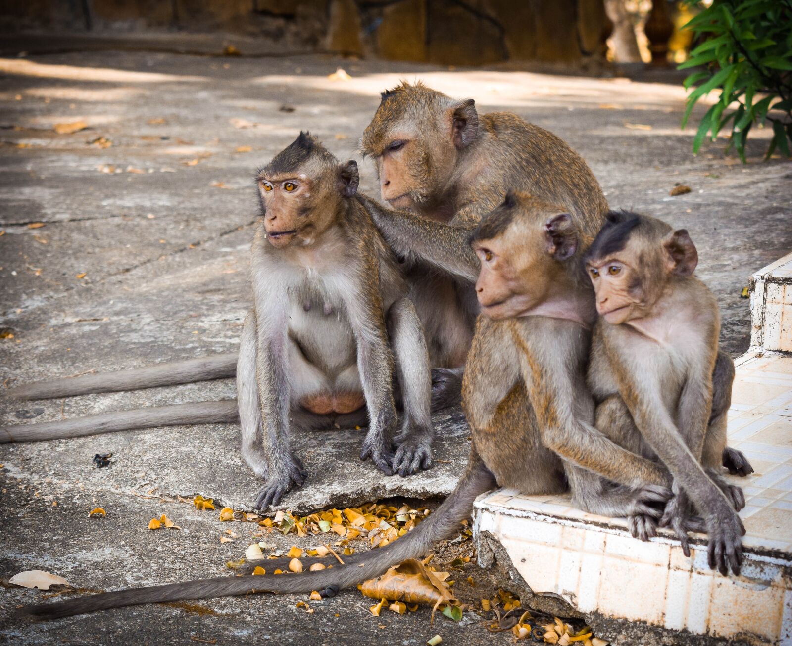 Nikon D3300 sample photo. Mammal, wild world, animal photography