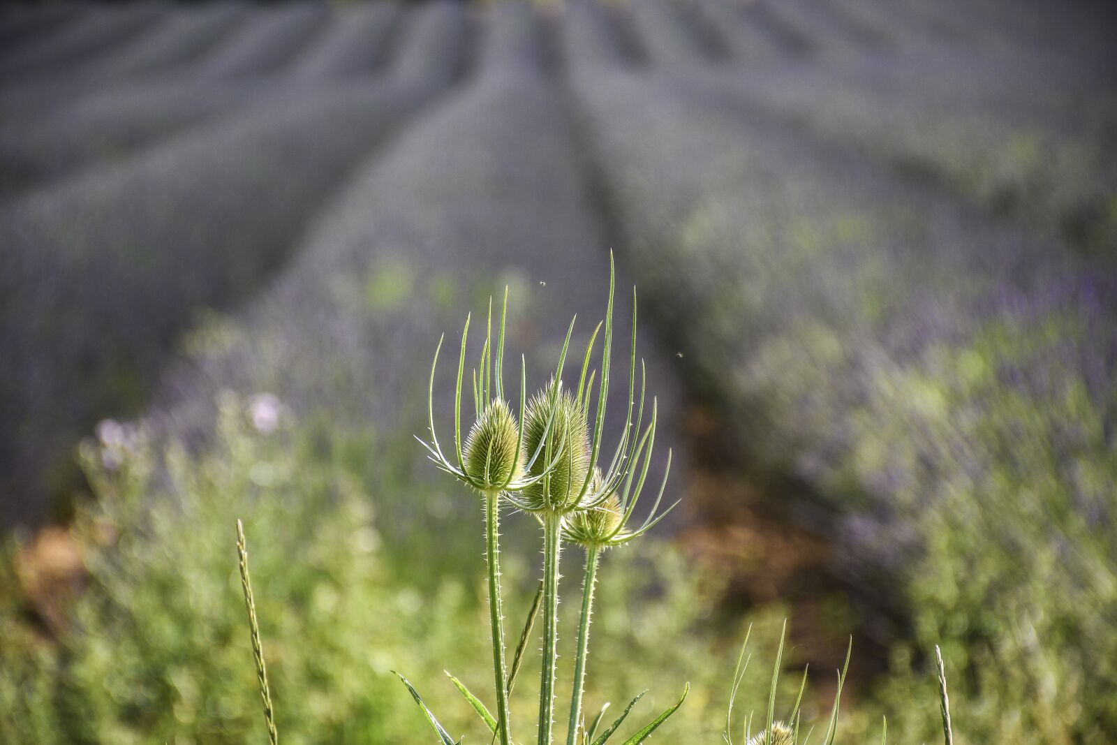 Nikon D5600 sample photo. Weeds, lavender, depth of photography