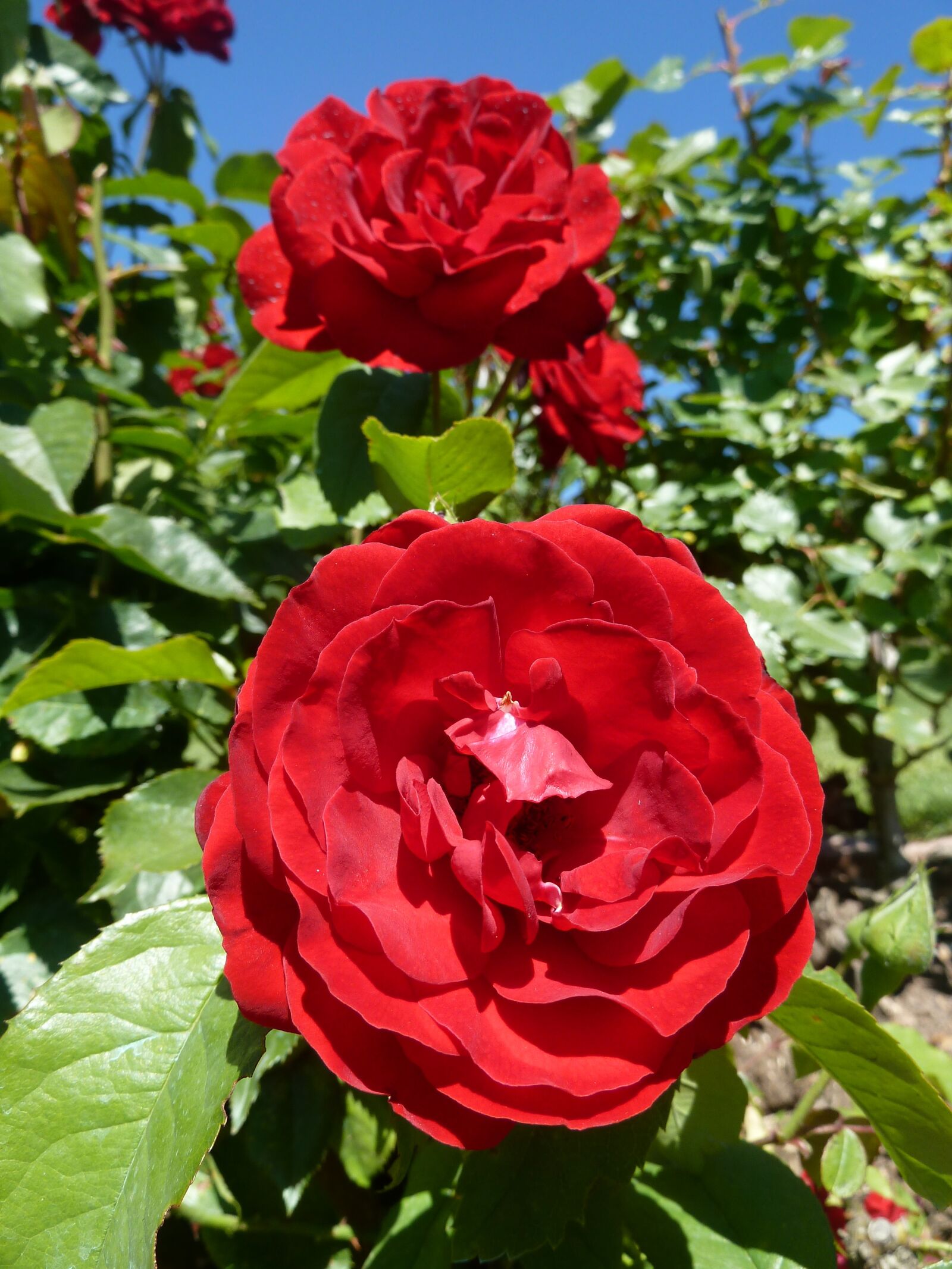 Panasonic Lumix DMC-ZS5 (Lumix DMC-TZ8) sample photo. Bush, flower, rose photography
