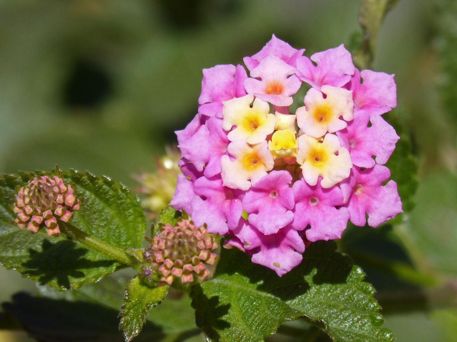 Panasonic DMC-FZ62 sample photo. Flower, lantana, cocoon photography