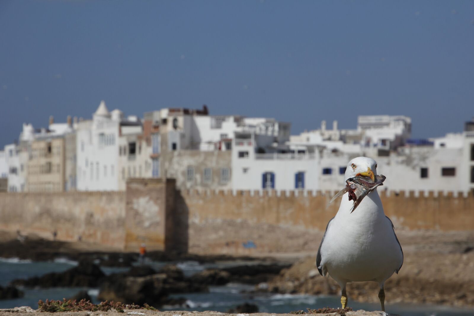 Canon EOS 60D sample photo. Seagull, eat, bird photography