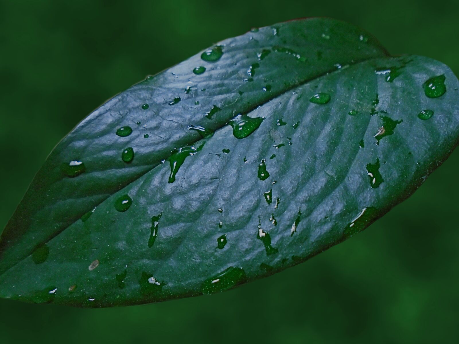 Sony Cyber-shot DSC-W800 sample photo. Raindrops, leaf, rain photography